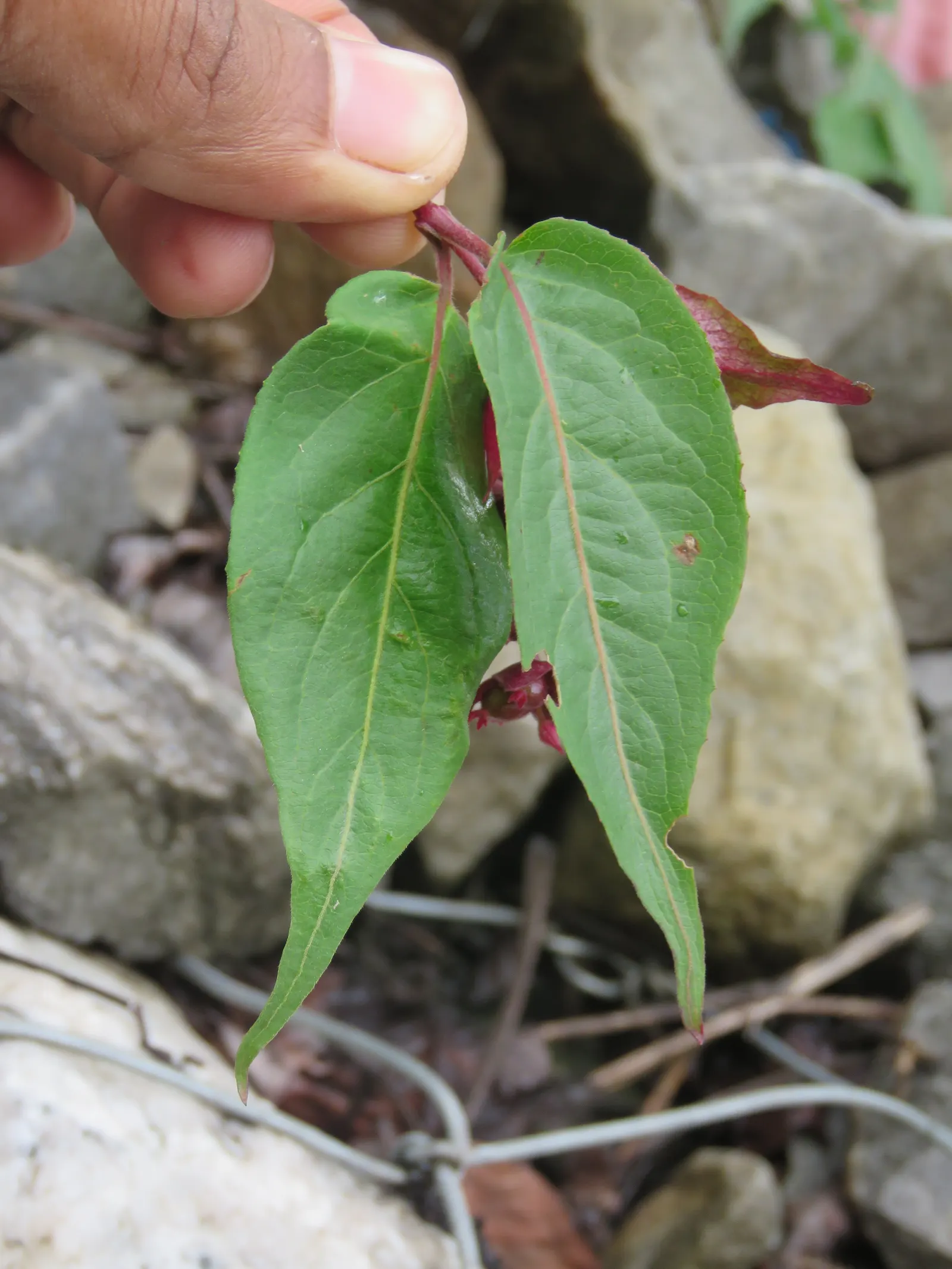 Himalayan Honeysuckle (Leycesteria formosa) — pendulous clusters of white flowers and purple bracts add a dramatic flair; reaching up to 6 feet tall and 4 feet