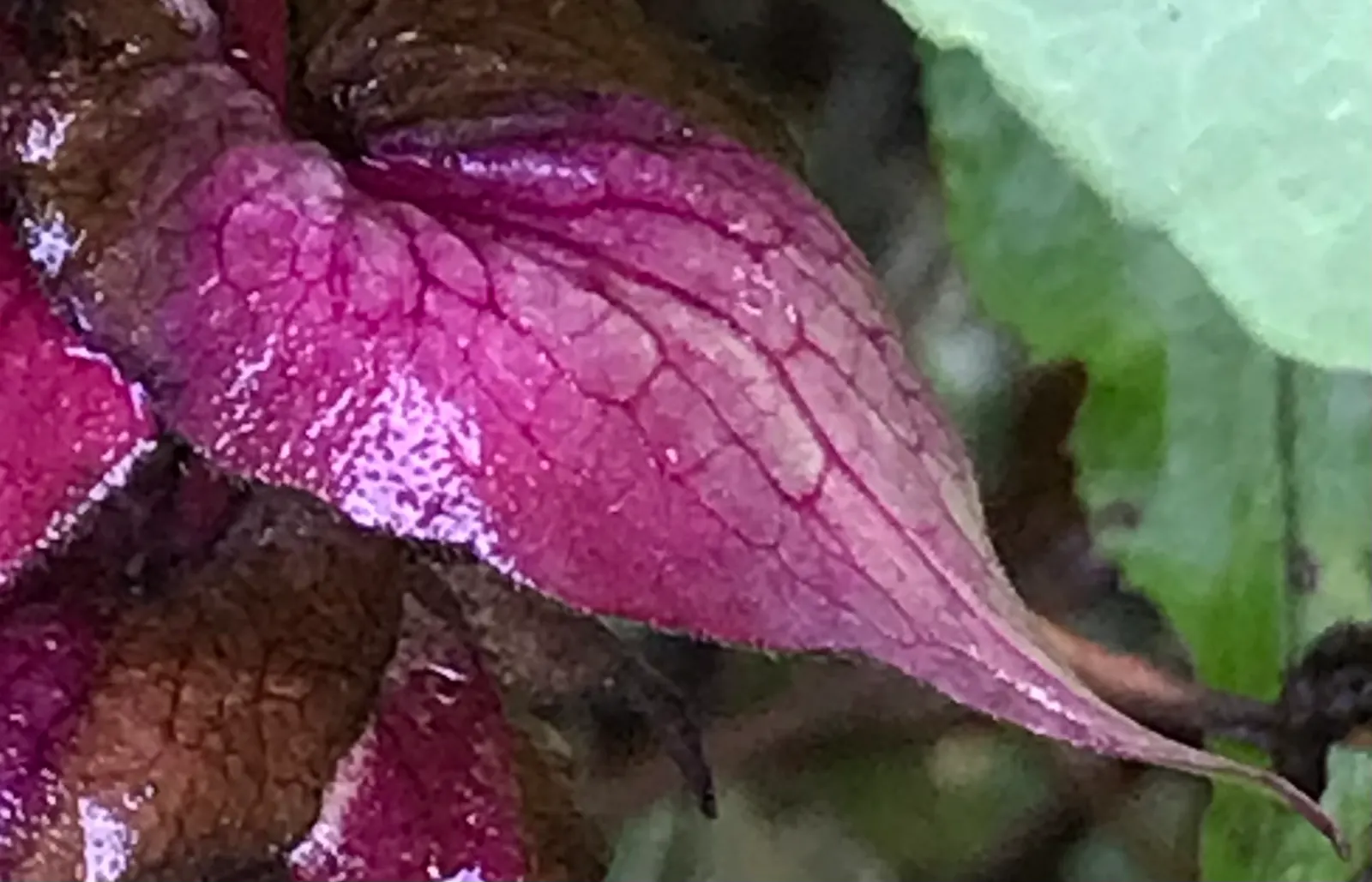 Himalayan Honeysuckle (Leycesteria formosa) — requiring minimal maintenance once established