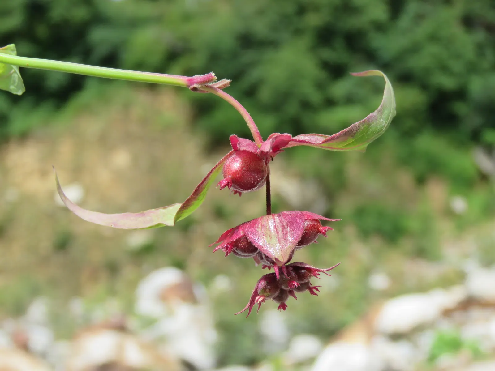 Himalayan Honeysuckle (Leycesteria formosa) — is a deciduous shrub with graceful; measuring about 2 to 8 inches long, image 46