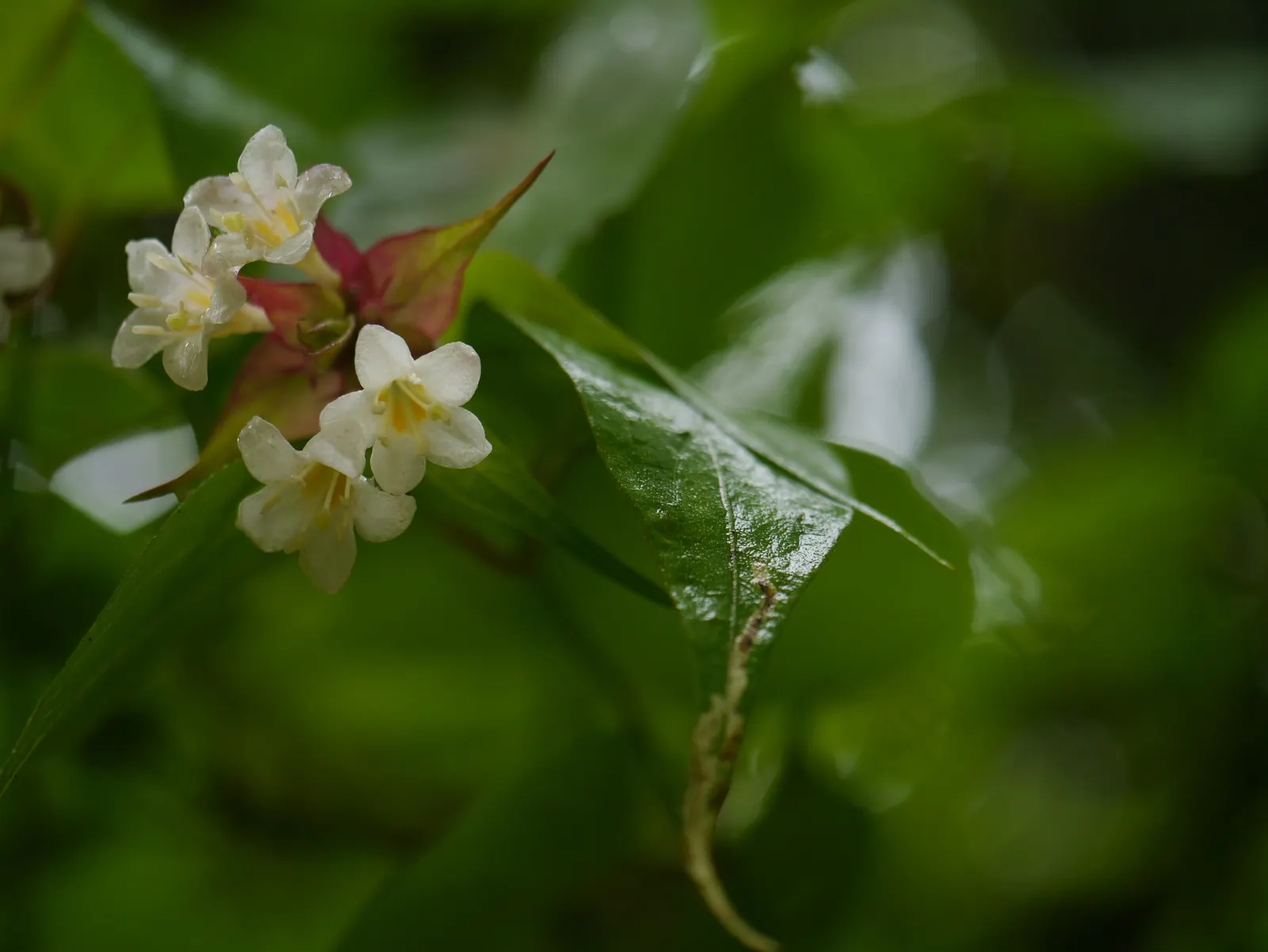 Himalayan Honeysuckle (Leycesteria formosa) — pendulous clusters of white flowers and purple bracts add a dramatic flair