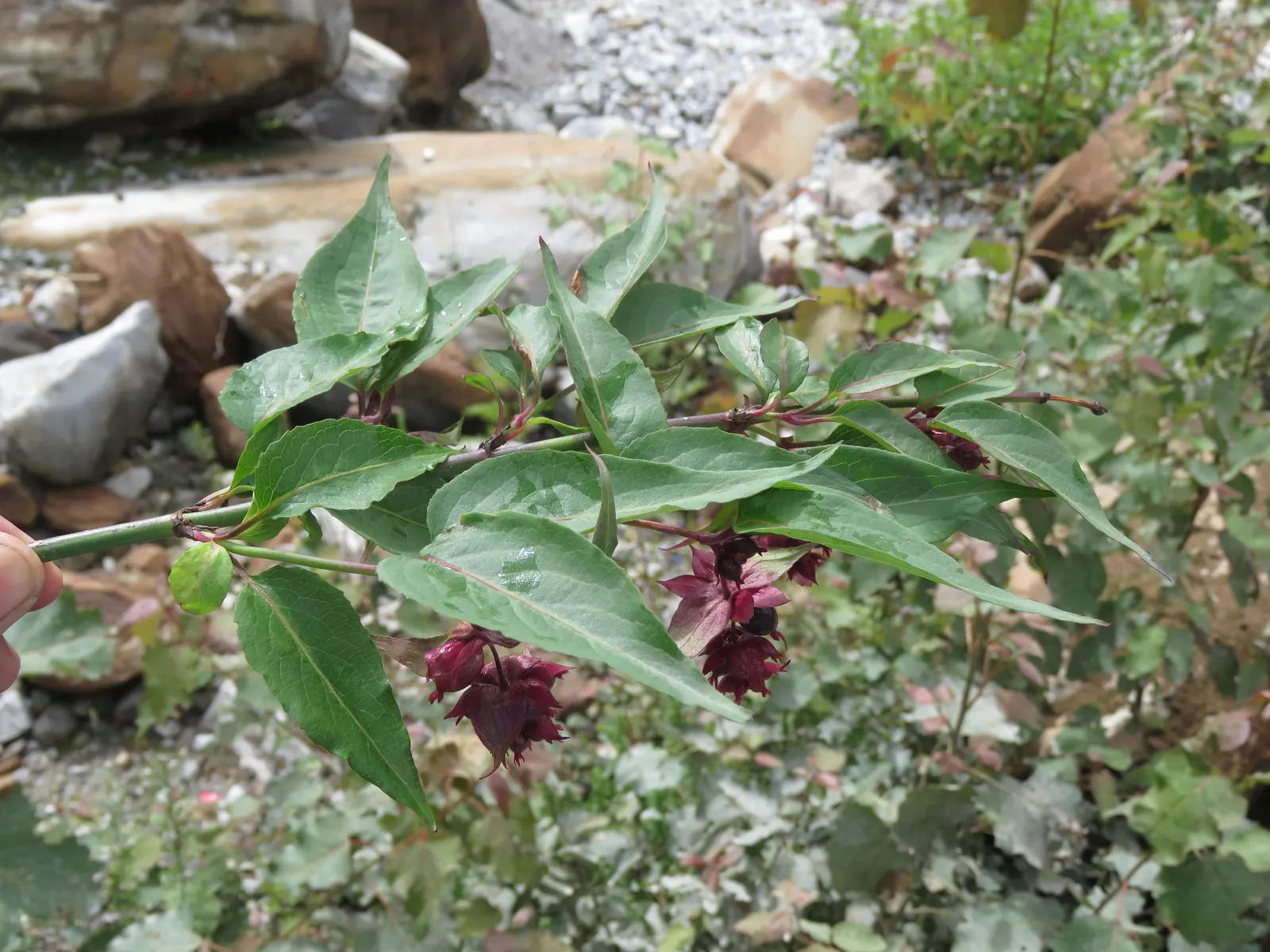 Himalayan Honeysuckle (Leycesteria formosa) — commonly known as Himalayan Honeysuckle or Pheasant Berry; is a deciduous shrub with graceful, image 51