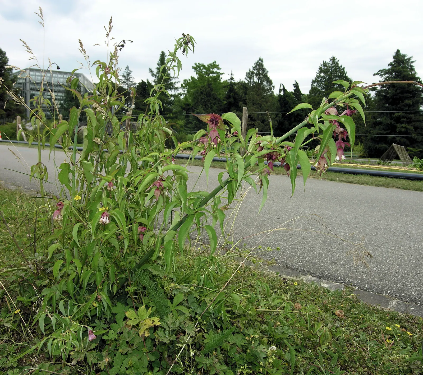 Himalayan Honeysuckle (Leycesteria formosa) — Thriving in USDA zones 7-9, it prefers partial shade and moist, well-drained soil; this plant is, image 72