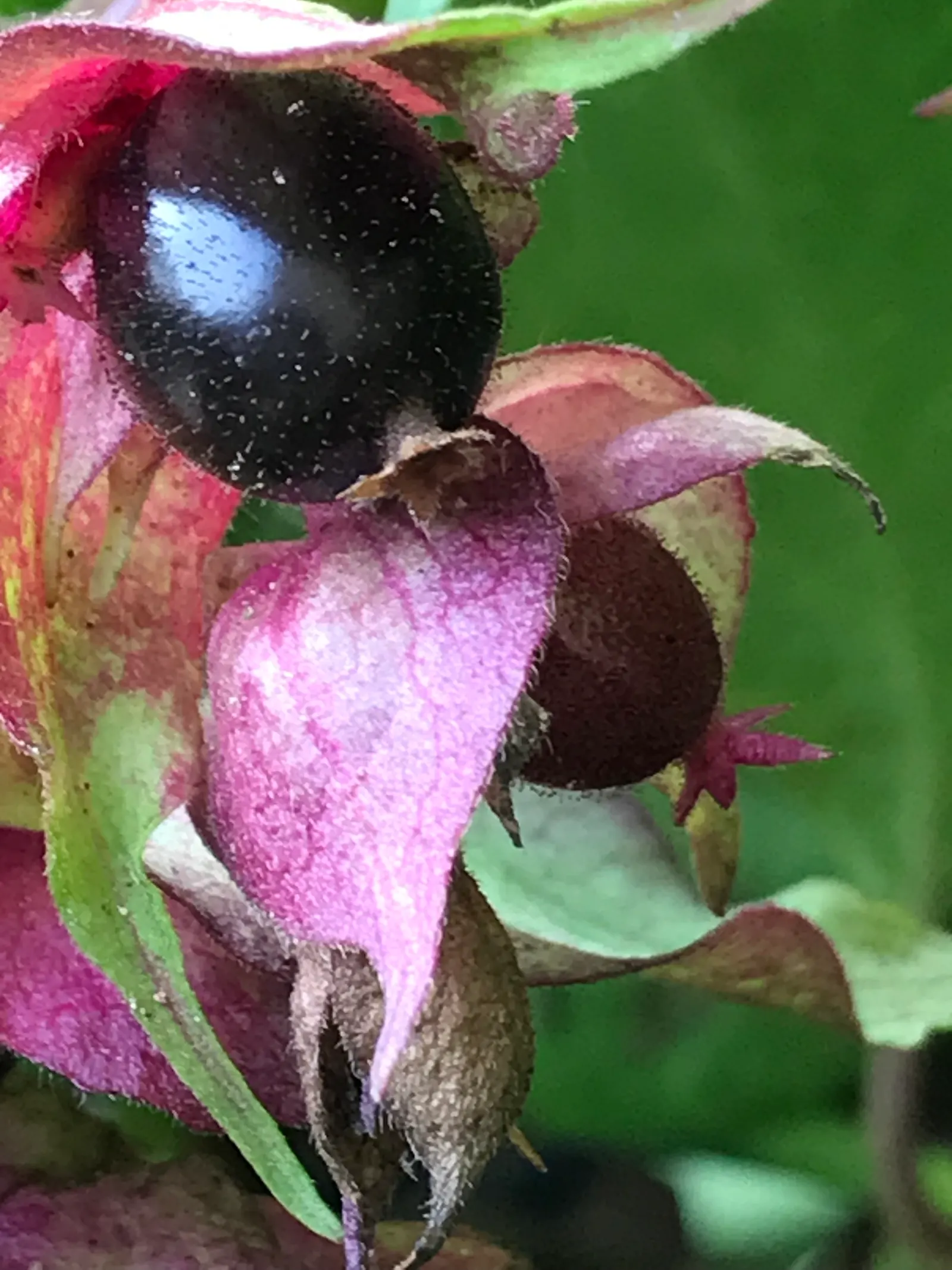 Himalayan Honeysuckle (Leycesteria formosa) — is a deciduous shrub that brings a unique exotic flair to any landscape; it is characterized by its graceful