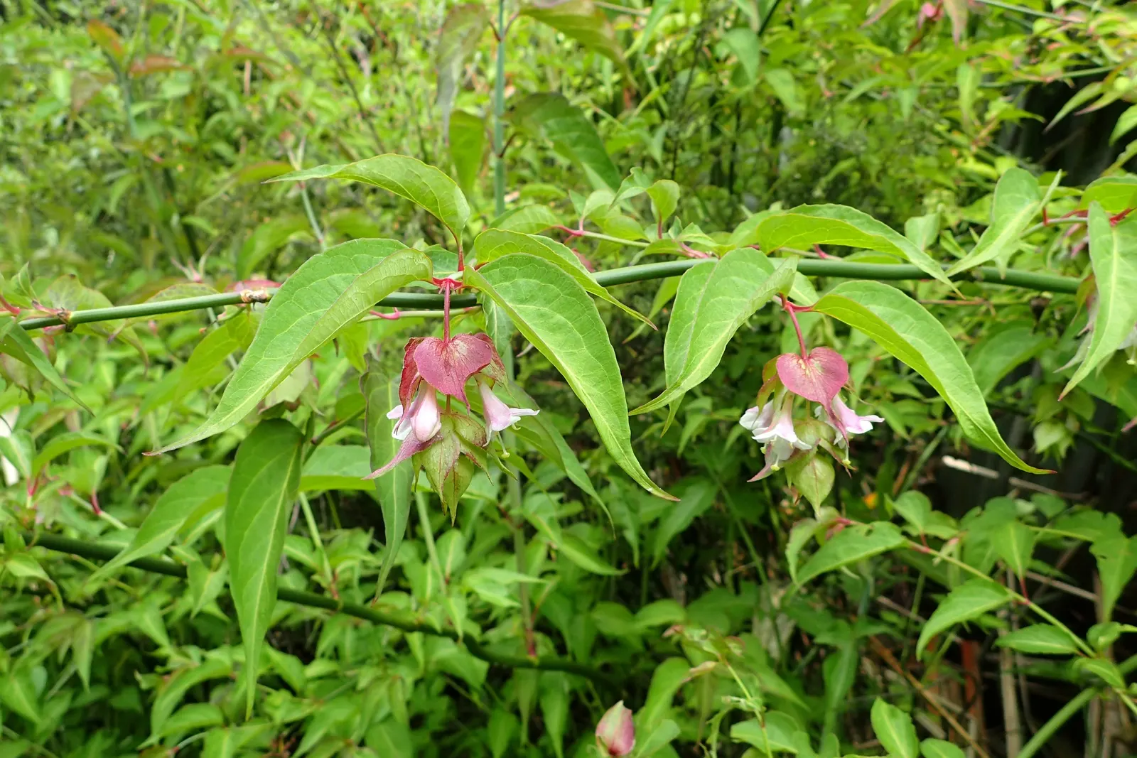 Himalayan Honeysuckle (Leycesteria formosa) — is a deciduous shrub that brings a unique exotic flair to any landscape