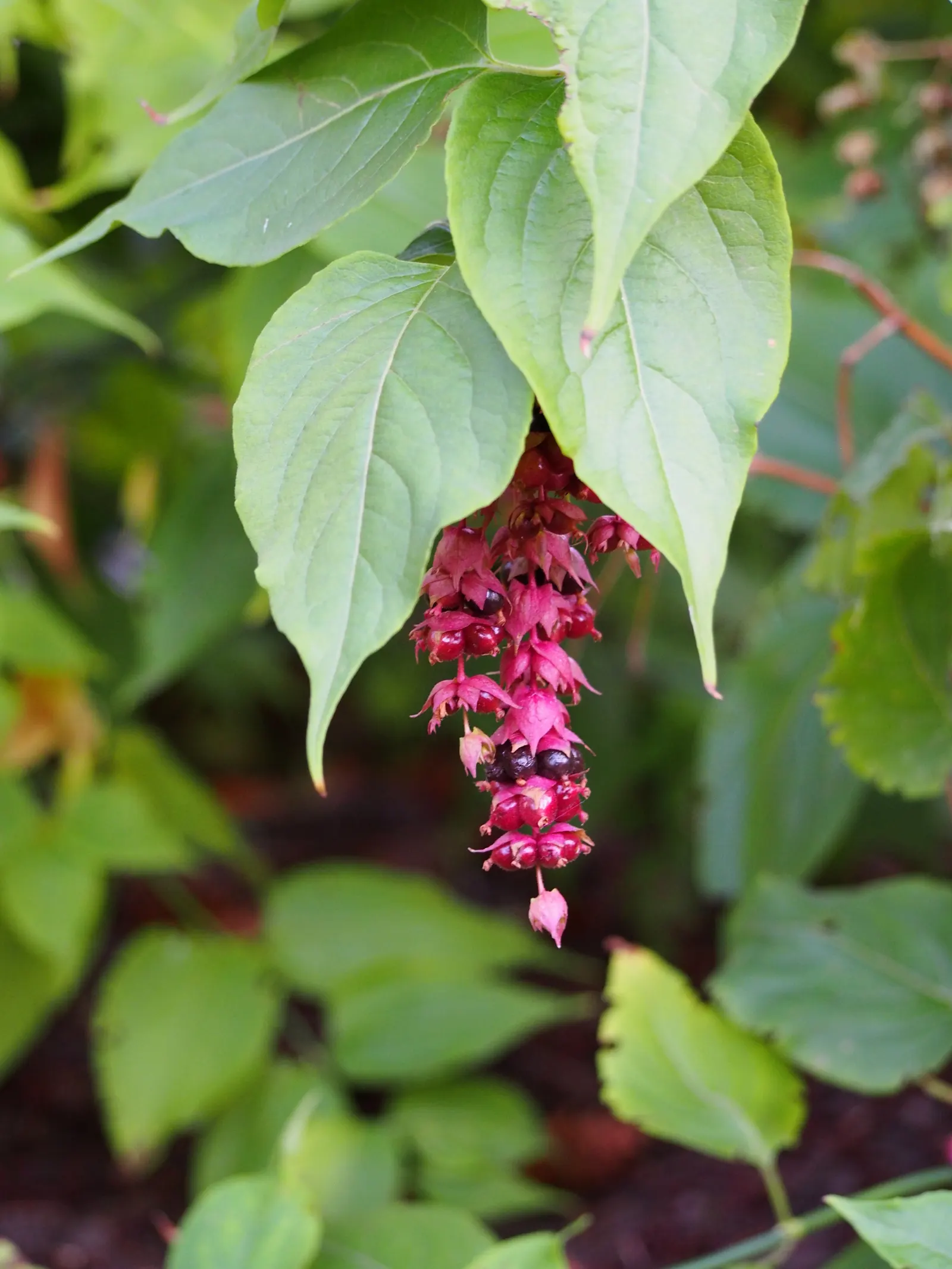 Himalayan Honeysuckle (Leycesteria formosa) — This plant is appreciated for its moderate to fast growth rate and ease of care; thriving in USDA, image 61
