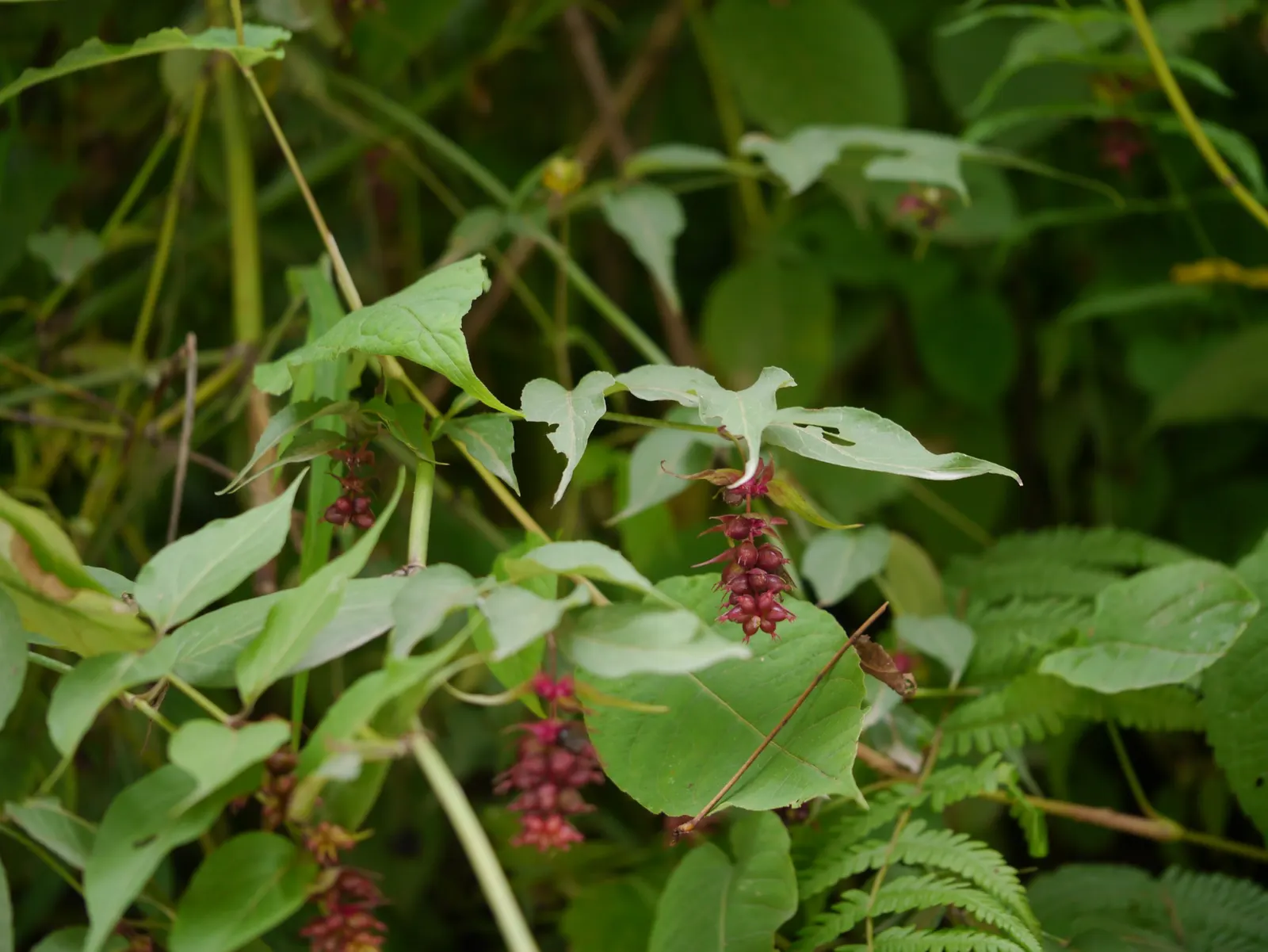 Himalayan Honeysuckle (Leycesteria formosa) — the shrub blooms with drooping clusters of fragrant white flowers surrounded by showy; shrub for full, image 57