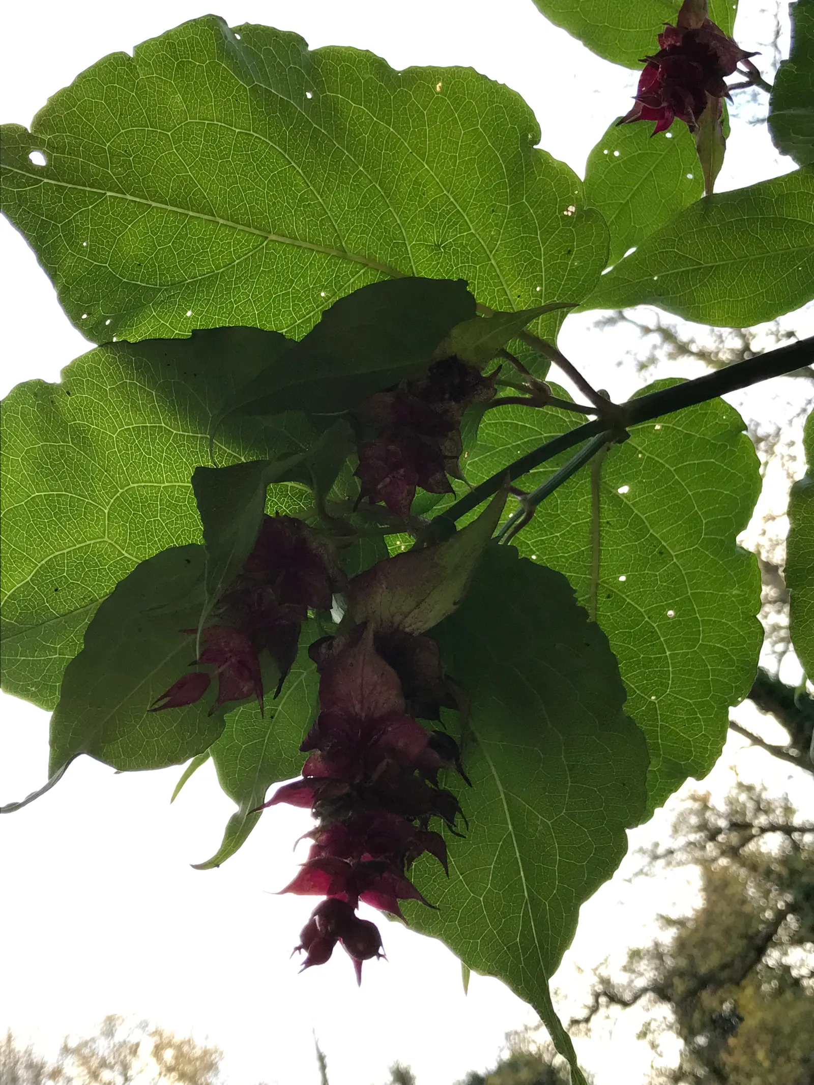 Himalayan Honeysuckle (Leycesteria formosa) — Thriving in USDA zones 7-9, it prefers partial shade and moist, well-drained soil
