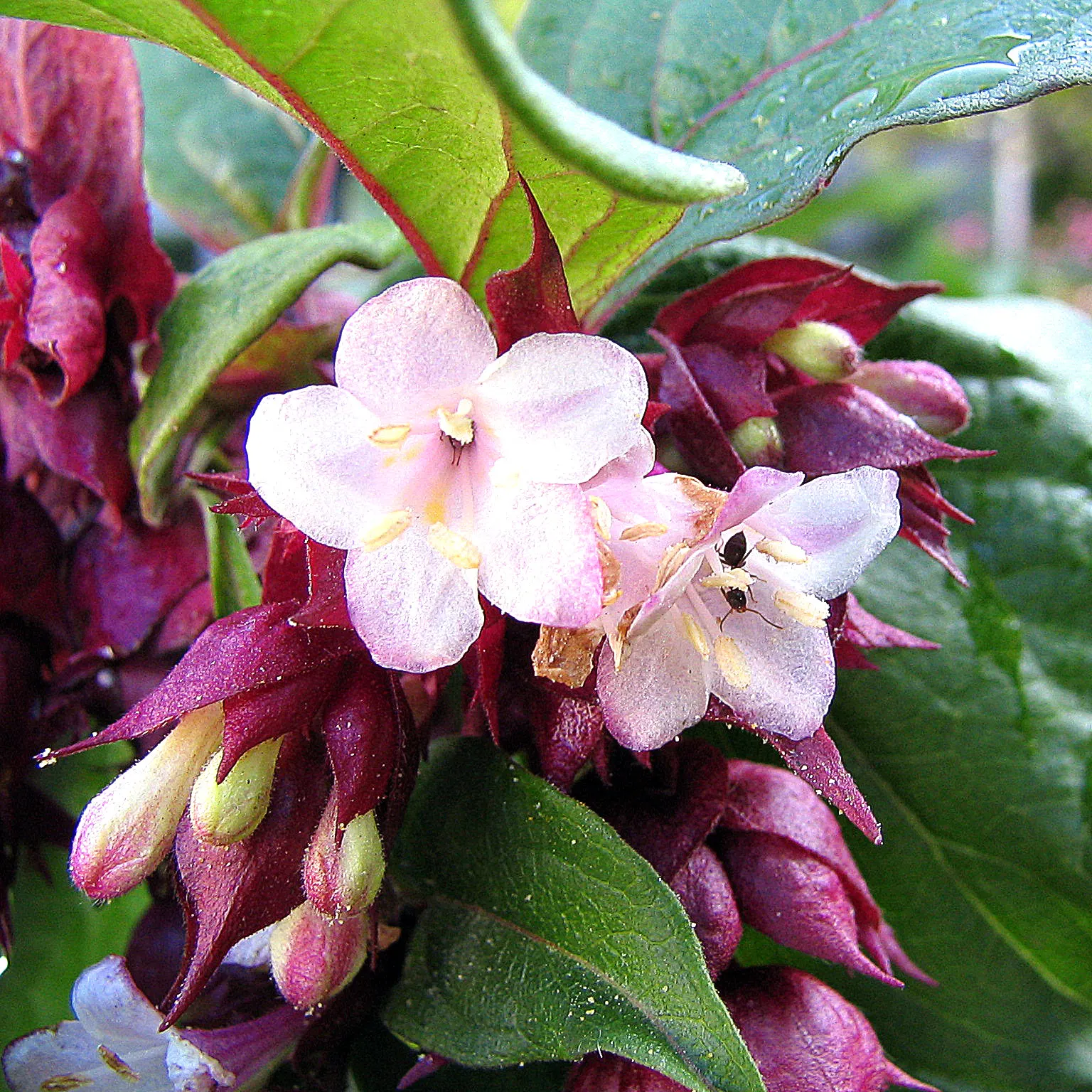 Himalayan Honeysuckle (Leycesteria formosa) — shrub with red and white blooms