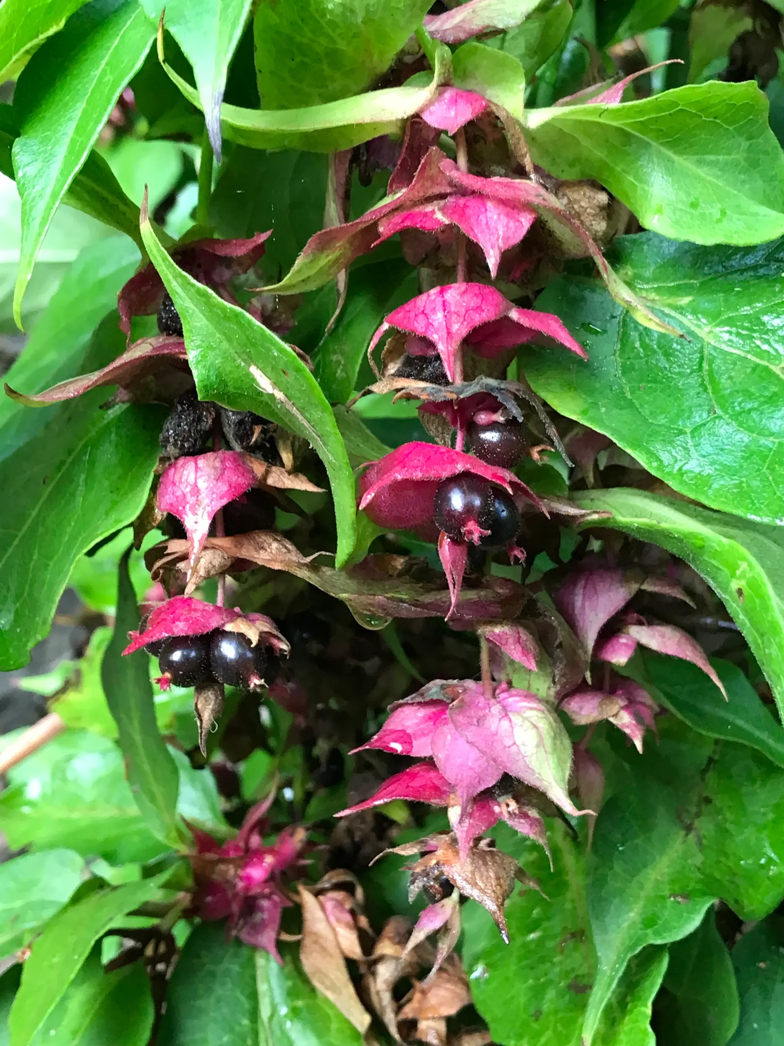 Himalayan Honeysuckle (Leycesteria formosa) — attracting butterflies and birds; arching canes which can reach a height of 6 to 8 feet, image 49