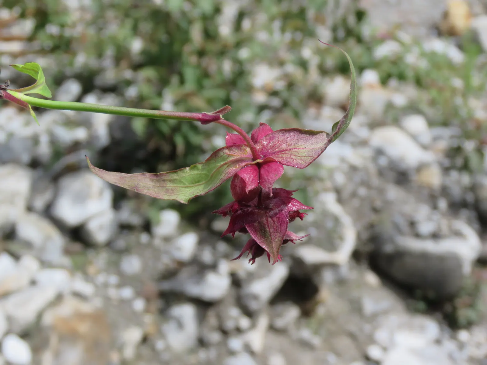 Himalayan Honeysuckle (Leycesteria formosa) — arching canes which can reach a height of 6 to 8 feet; commonly known as Himalayan Honeysuckle, image 76
