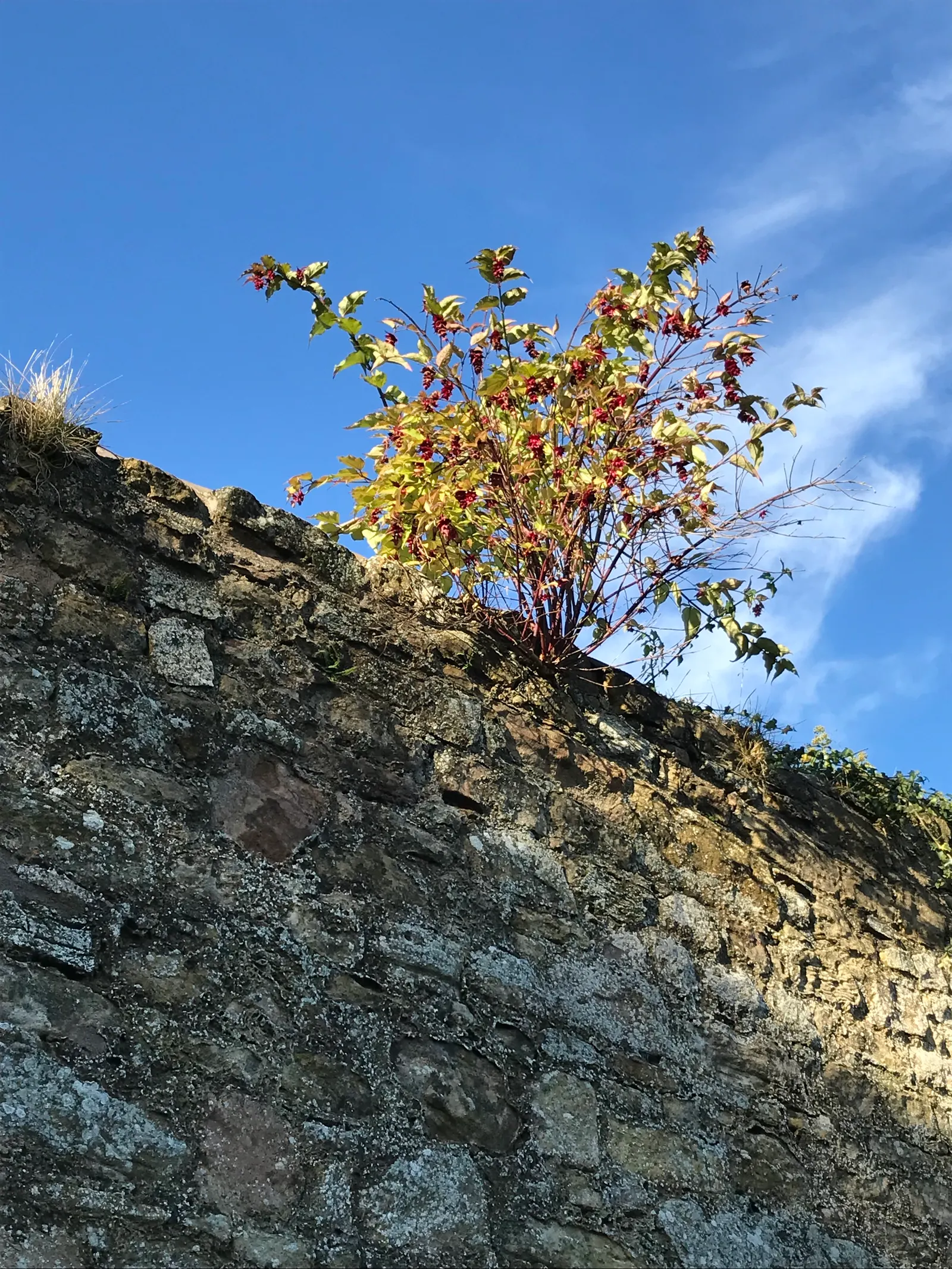 Himalayan Honeysuckle (Leycesteria formosa) — It is characterized by its graceful; provided they are well-drained, image 75