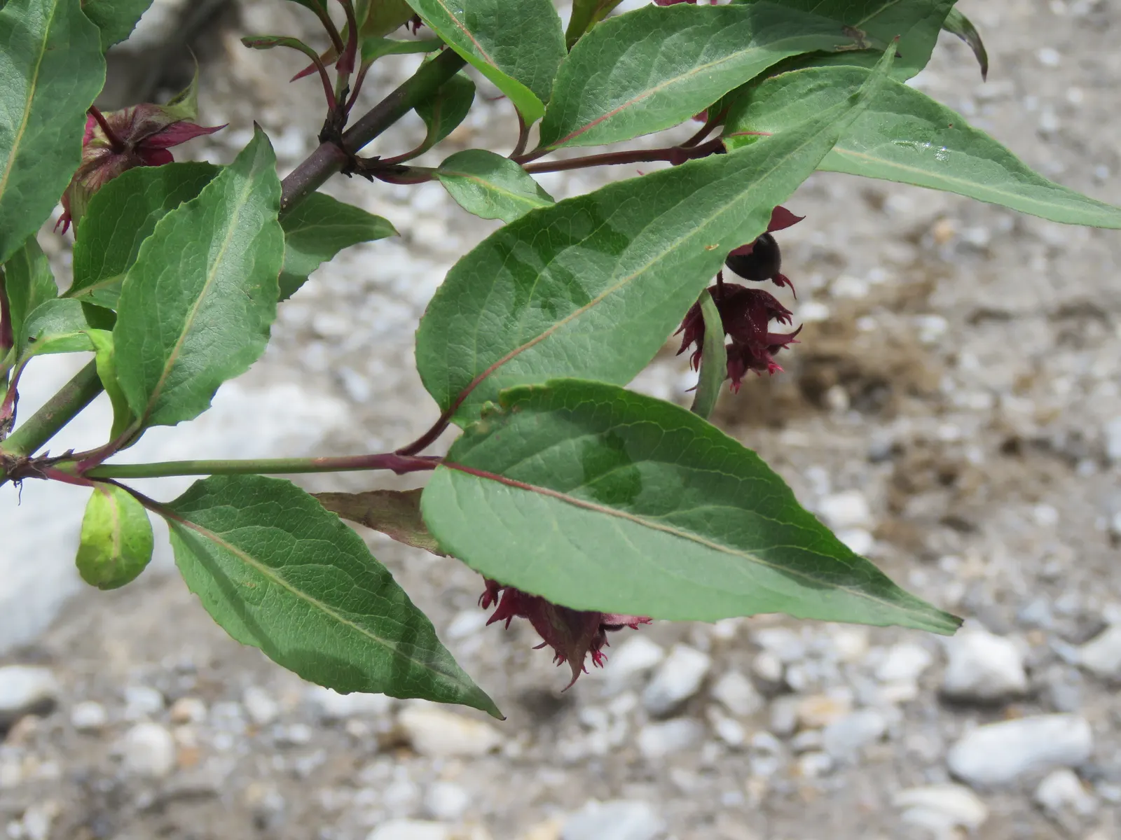 Himalayan Honeysuckle (Leycesteria formosa) — commonly known as Himalayan Honeysuckle; pendulous clusters of white flowers and purple bracts add a, image 67