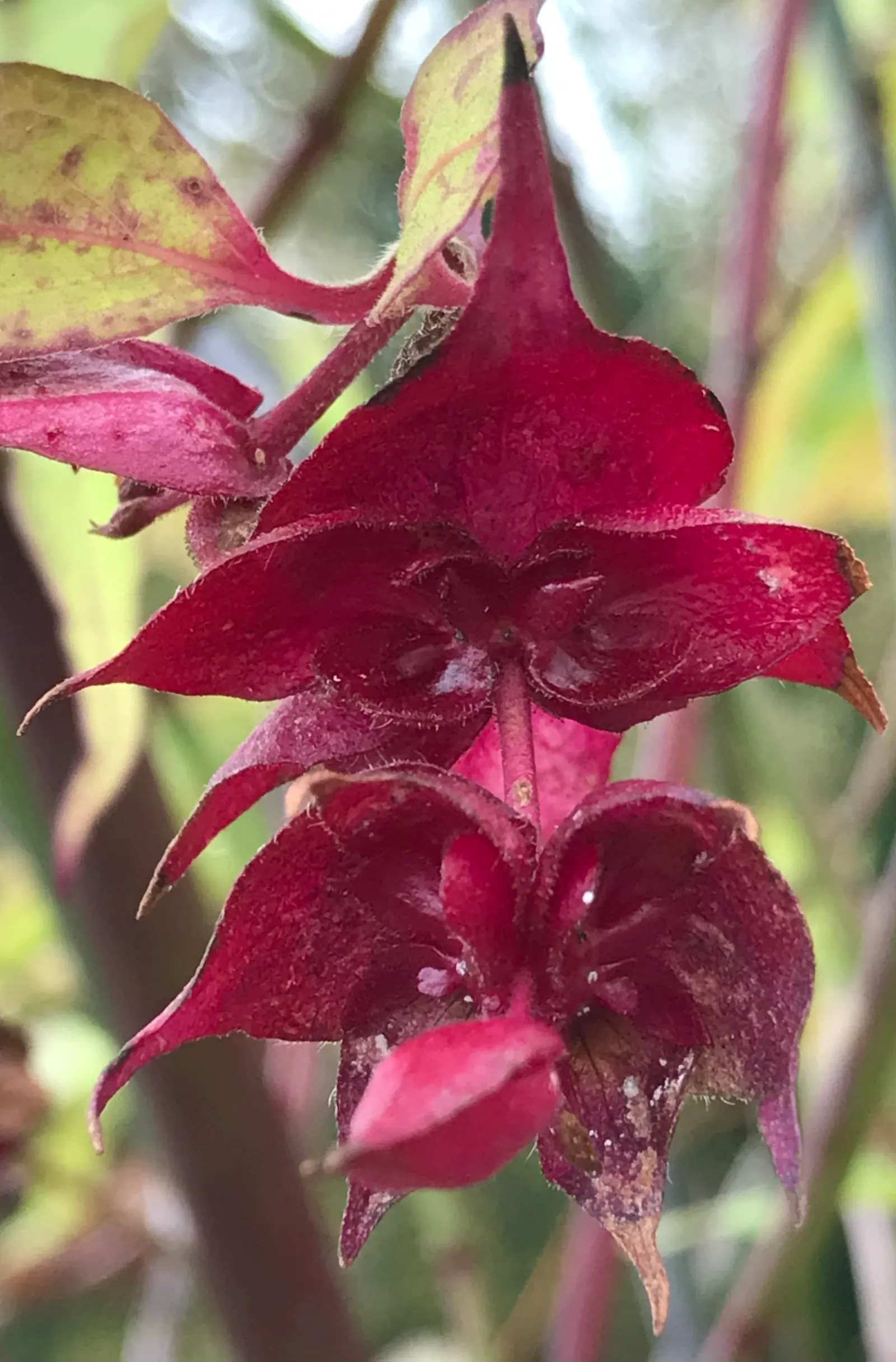 Himalayan Honeysuckle (Leycesteria formosa) — Reaching up to 6 feet tall and 4 feet wide, it boasts hollow, bamboo-like stems and lush green, image 69