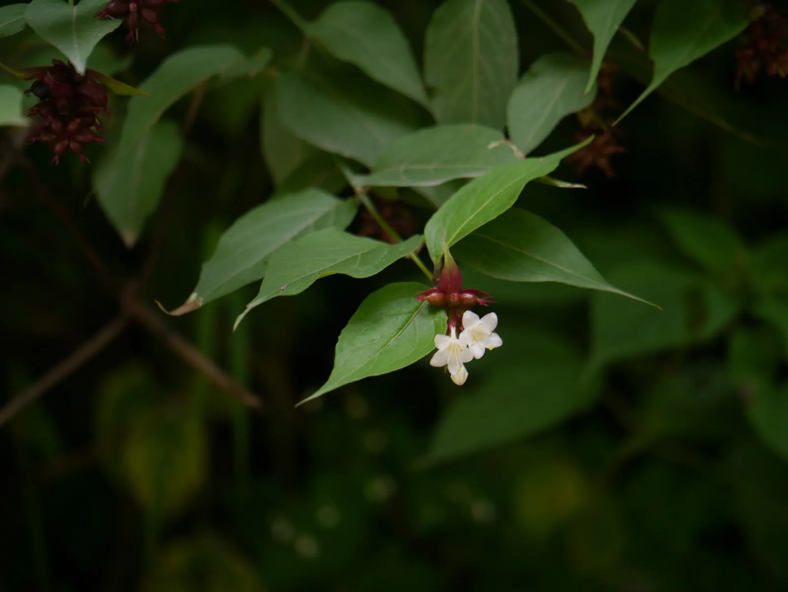 Himalayan Honeysuckle (Leycesteria formosa) — provided they are well-drained; shrub with red and white blooms
