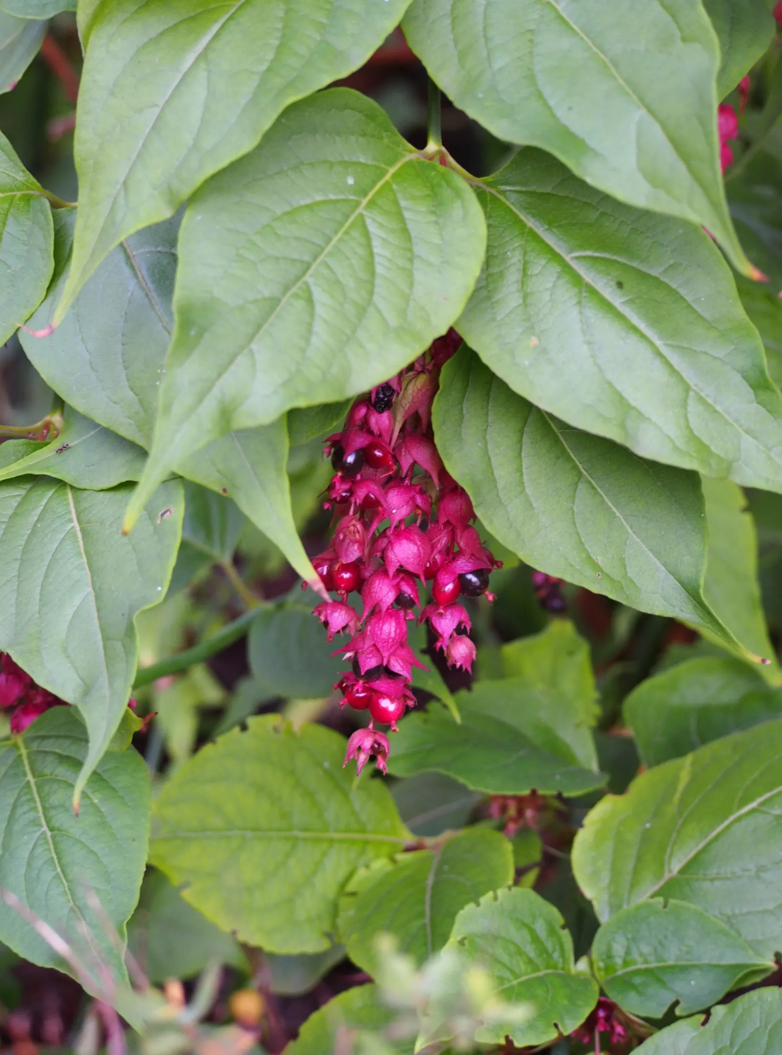 Himalayan Honeysuckle (Leycesteria formosa) — the Himalayan Honeysuckle's cascading flowers and berries make it a conversation piece in any garden, image 63