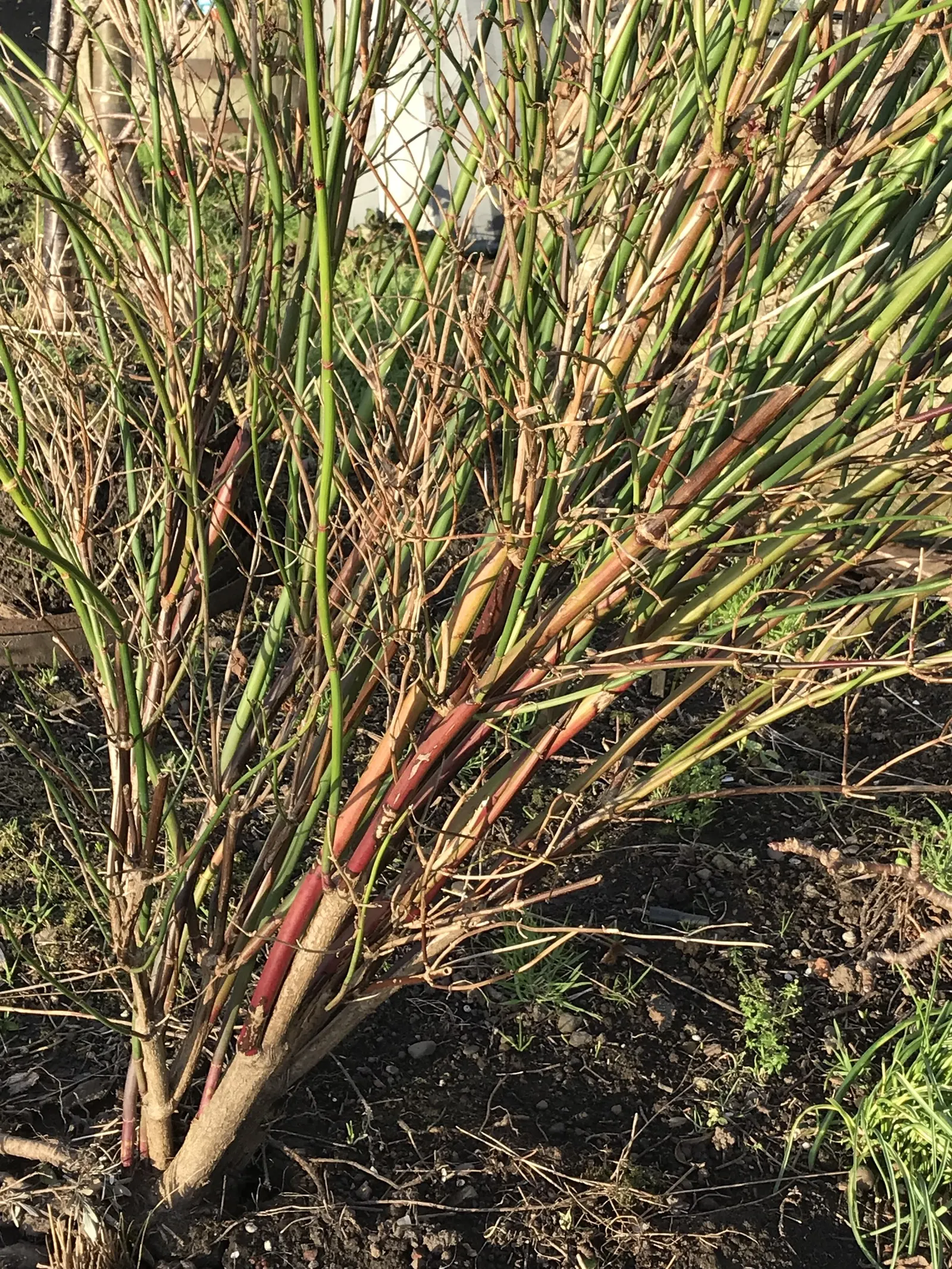 Himalayan Honeysuckle (Leycesteria formosa) — arching canes which can reach a height of 6 to 8 feet; commonly known as Himalayan Honeysuckle, image 54