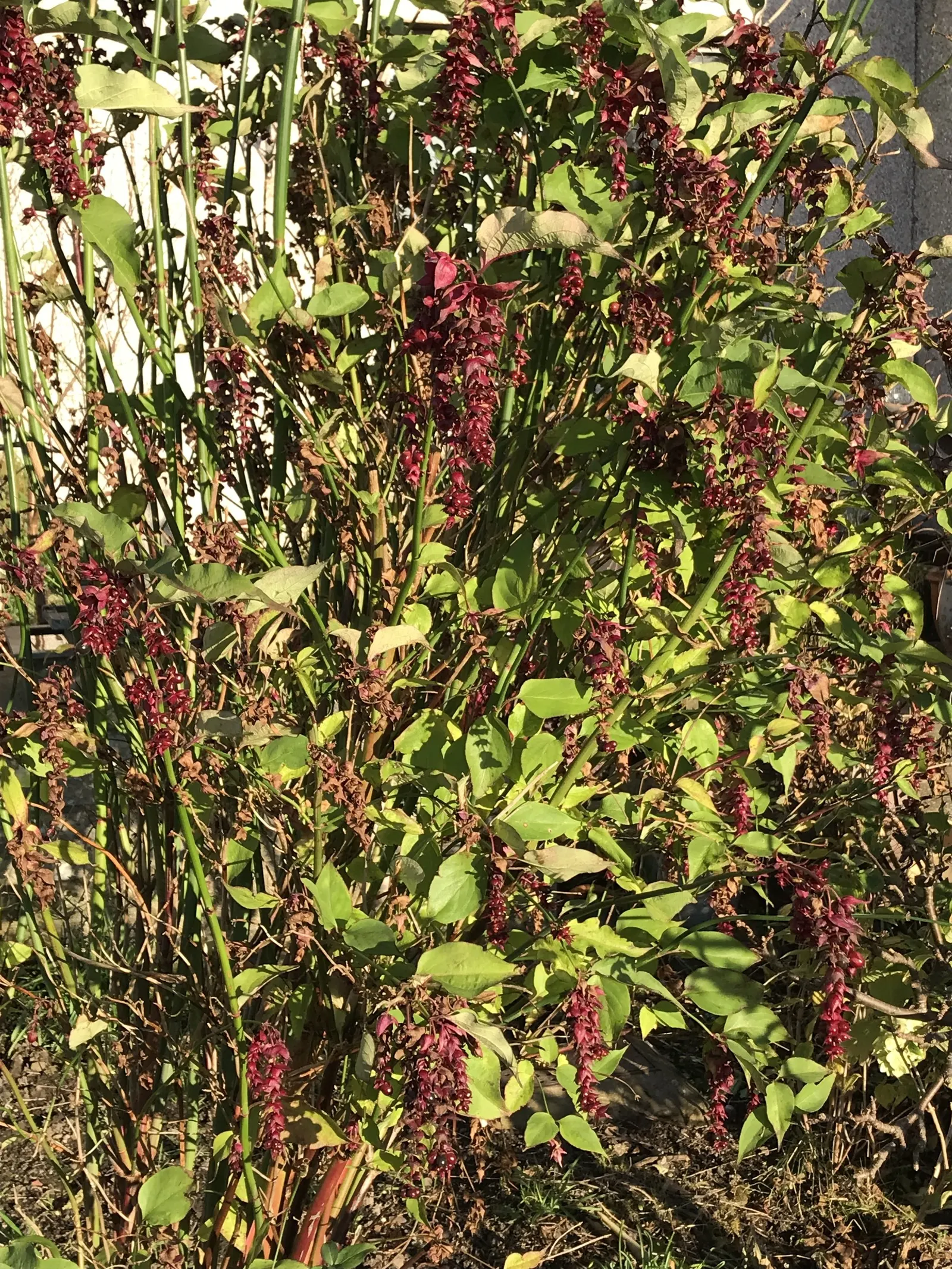 Himalayan Honeysuckle (Leycesteria formosa) — Reaching up to 6 feet tall and 4 feet wide, it boasts hollow, bamboo-like stems and lush green leaves