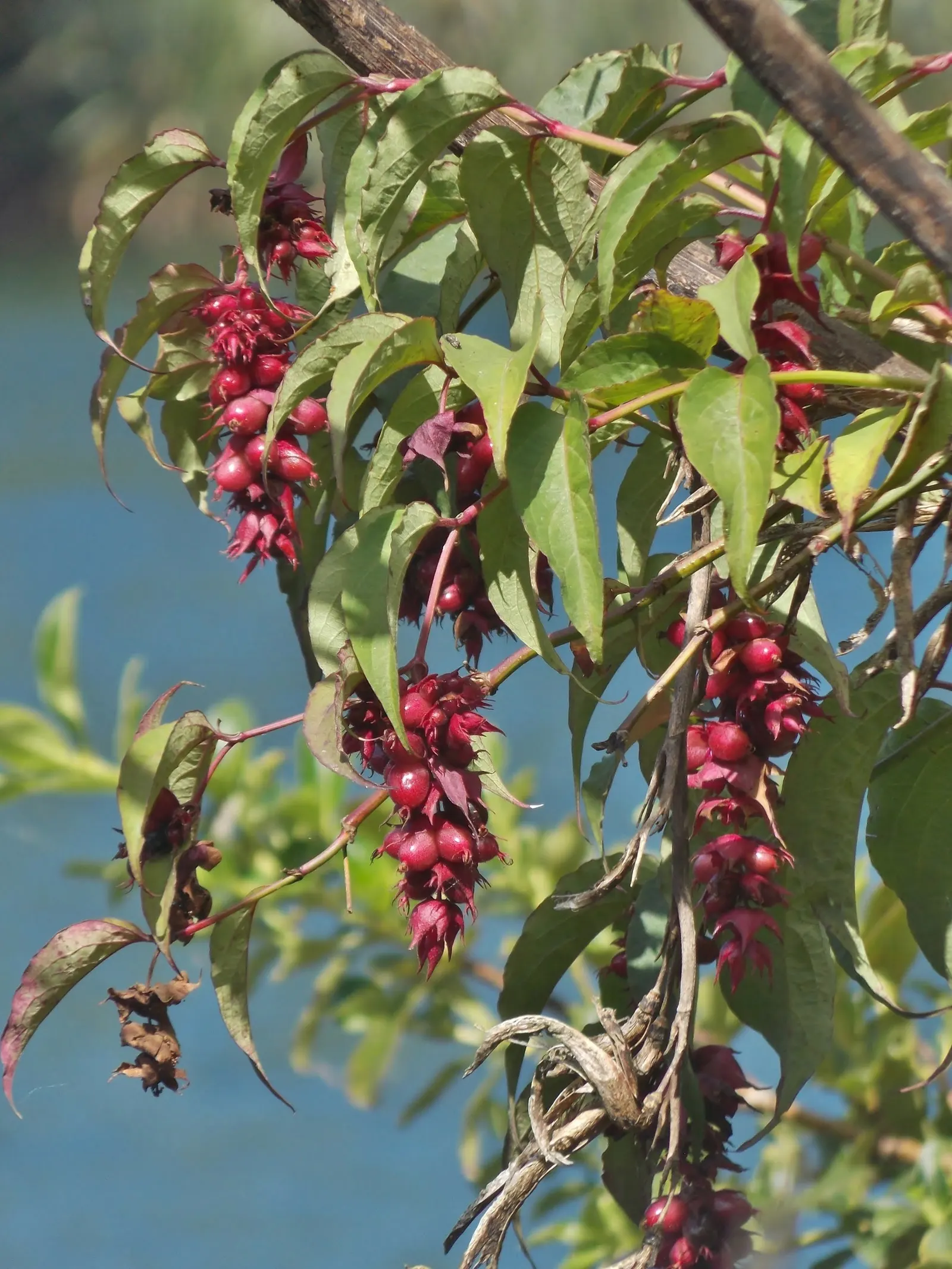 Himalayan Honeysuckle (Leycesteria formosa) — the Himalayan Honeysuckle's cascading flowers and berries make it a conversation piece in any garden setting