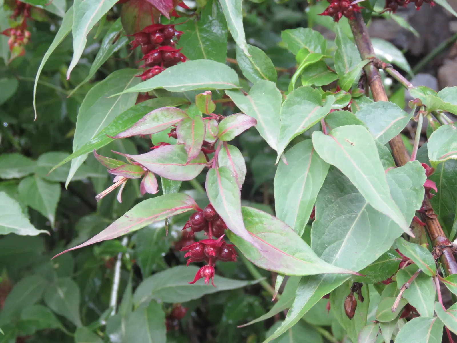 Himalayan Honeysuckle (Leycesteria formosa) — leafy presence to its surroundings; leycesteria formosa is hardy in USDA zones 7-9 and flourishes in, image 56