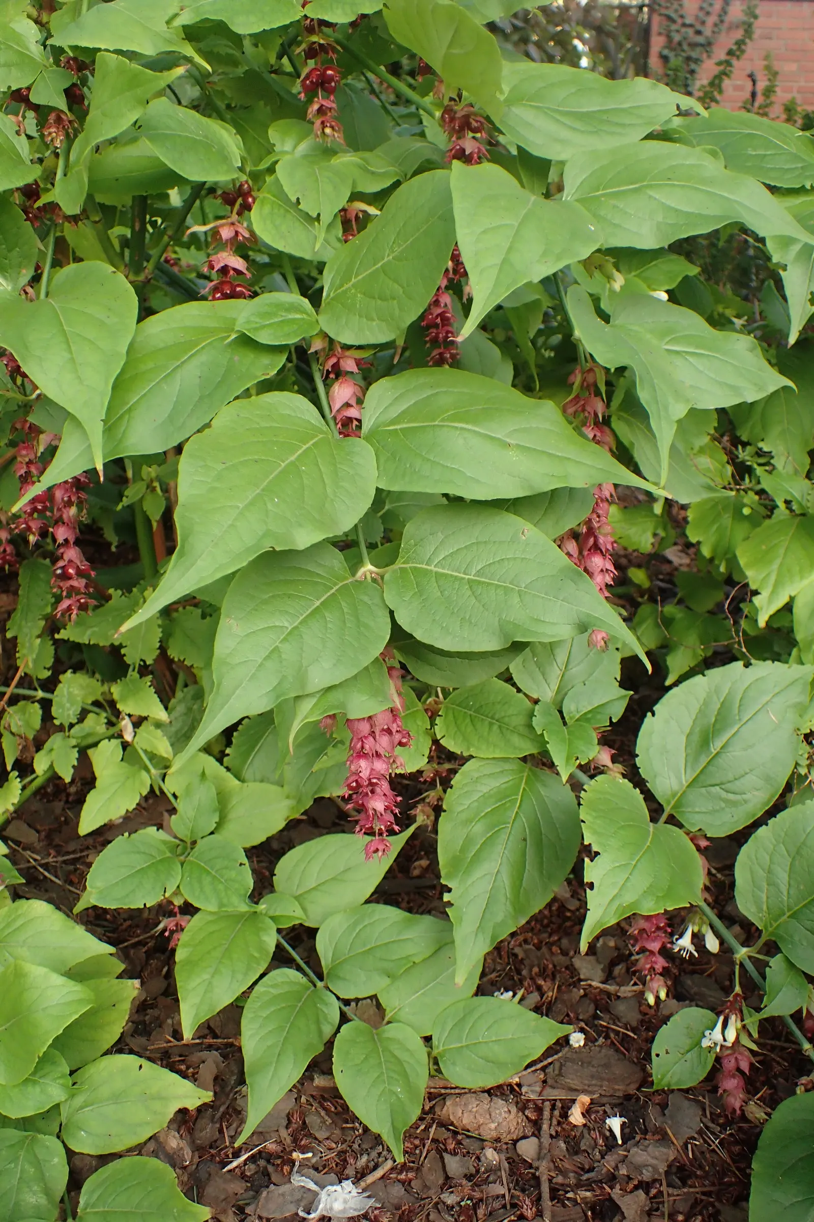 Himalayan Honeysuckle (Leycesteria formosa) — commonly known as Himalayan Honeysuckle; pendulous clusters of white flowers and purple bracts add a dramatic
