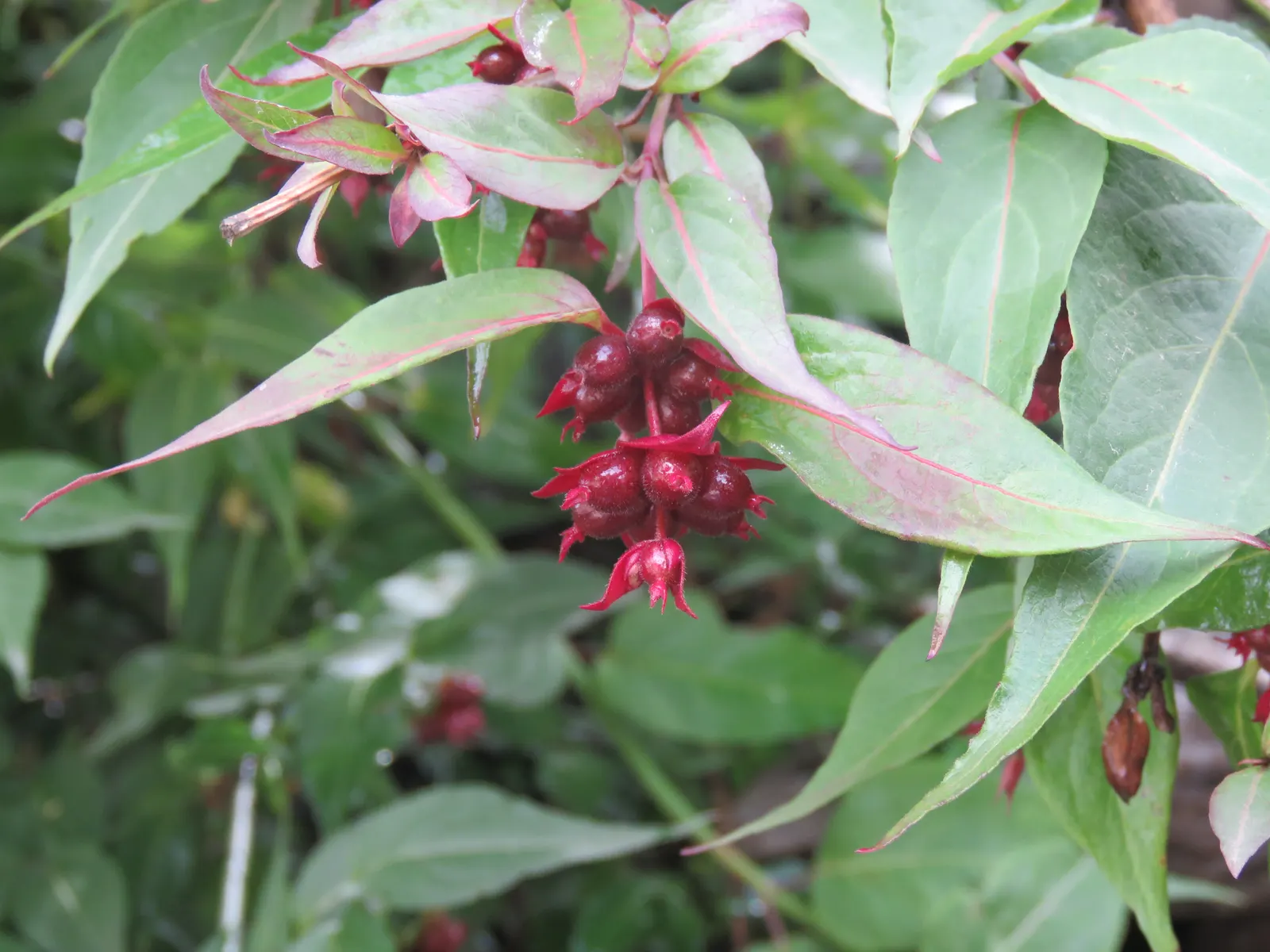 Himalayan Honeysuckle (Leycesteria formosa) — These blossoms are adored by pollinators and evolve into eye-catching deep purple berries in the fall