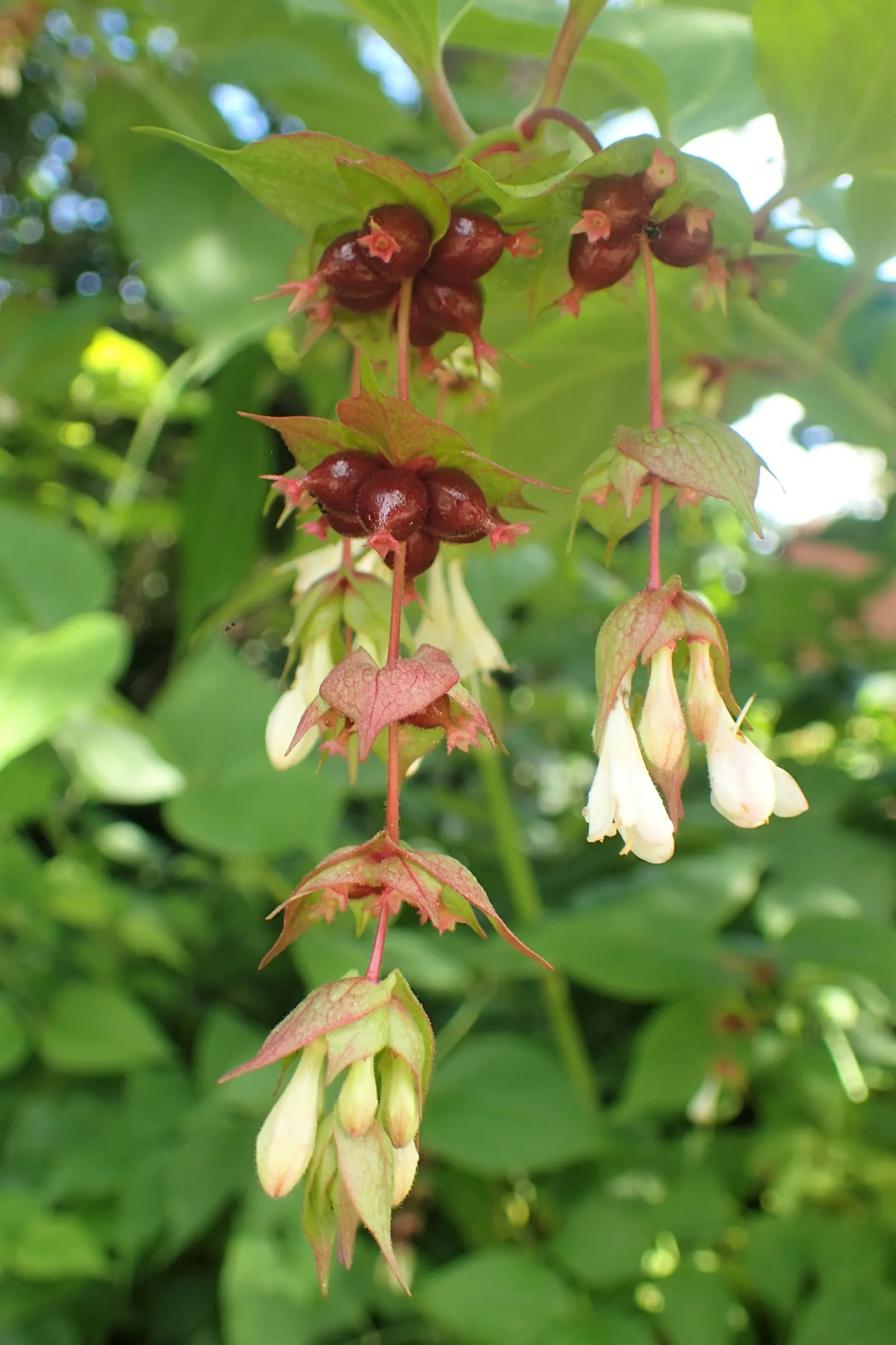 Himalayan Honeysuckle (Leycesteria formosa) — requiring minimal maintenance once established; the shrub blooms with drooping clusters of fragrant white flowers