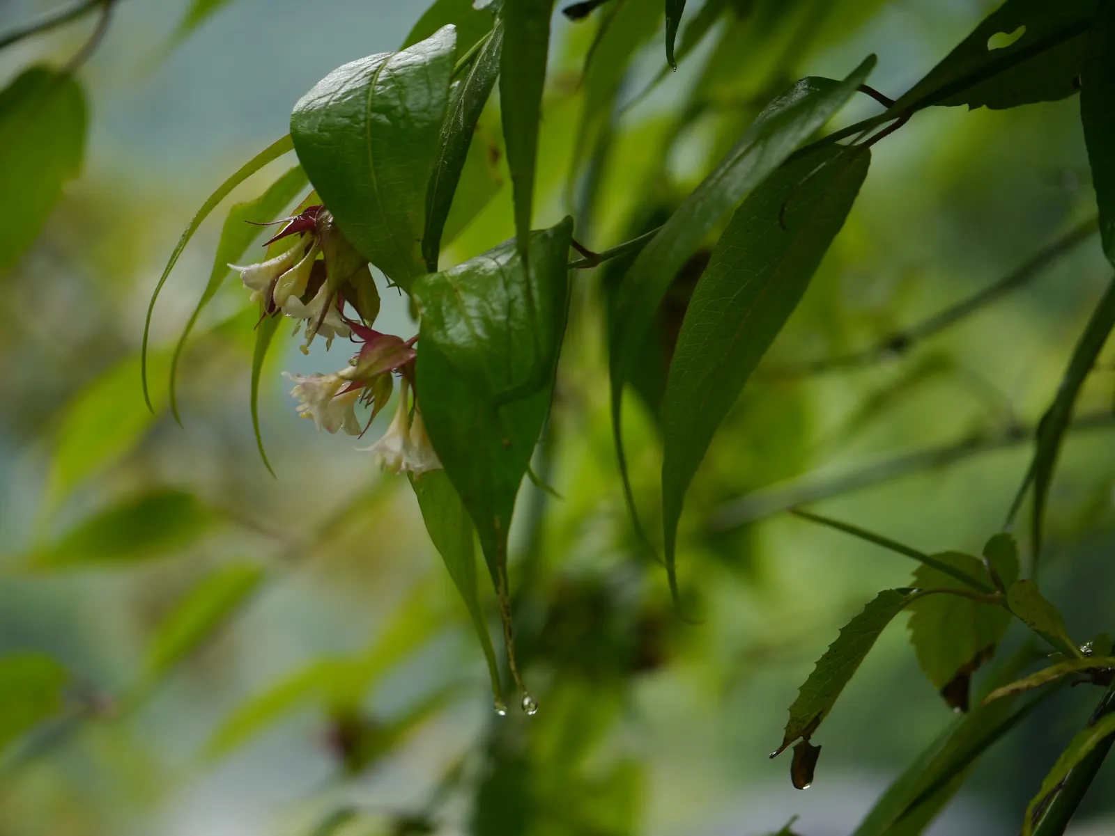 Himalayan Honeysuckle (Leycesteria formosa) — arching canes which can reach a height of 6 to 8 feet