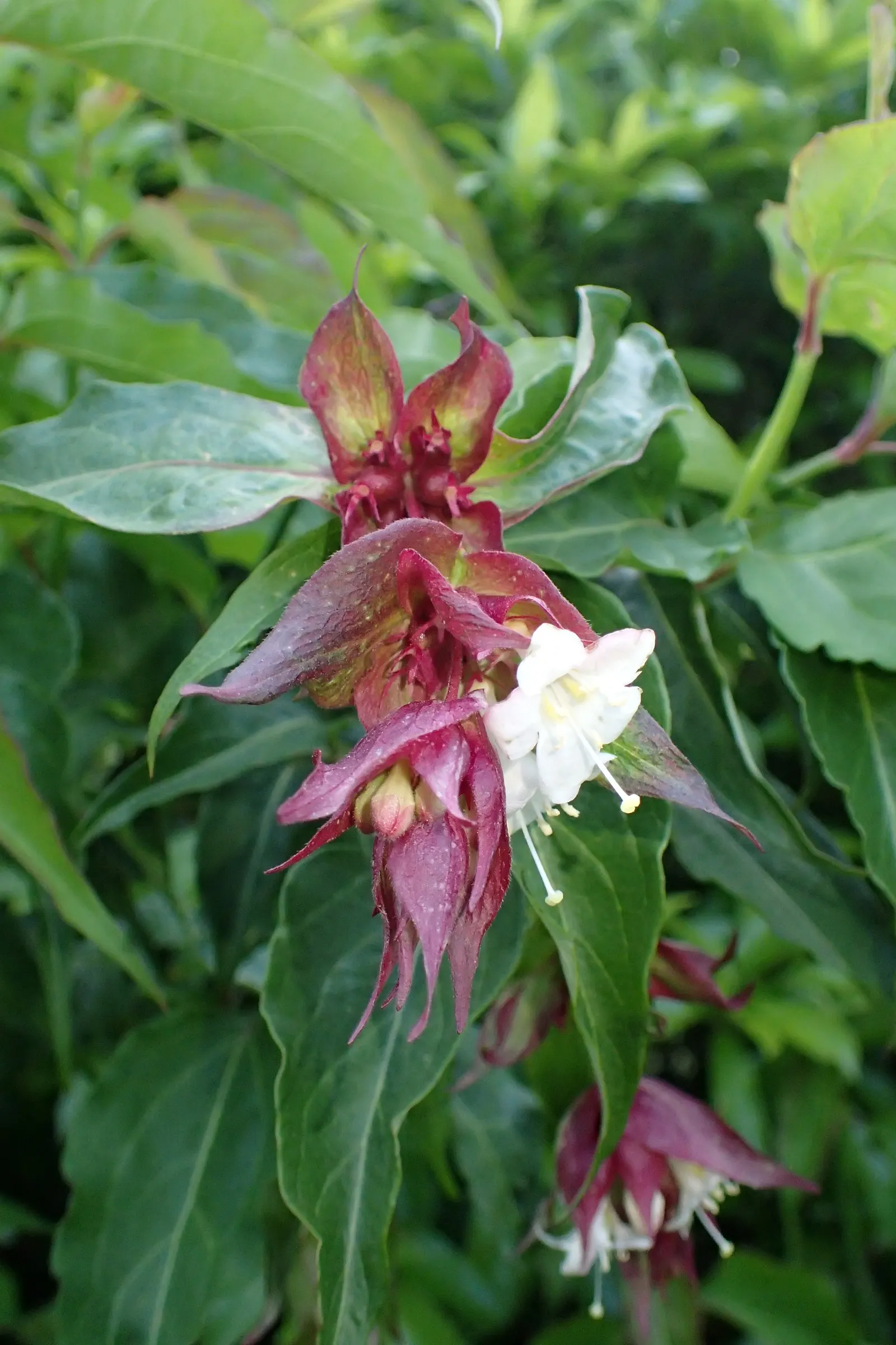 Himalayan Honeysuckle (Leycesteria formosa) — is a deciduous shrub with graceful; measuring about 2 to 8 inches long, image 68