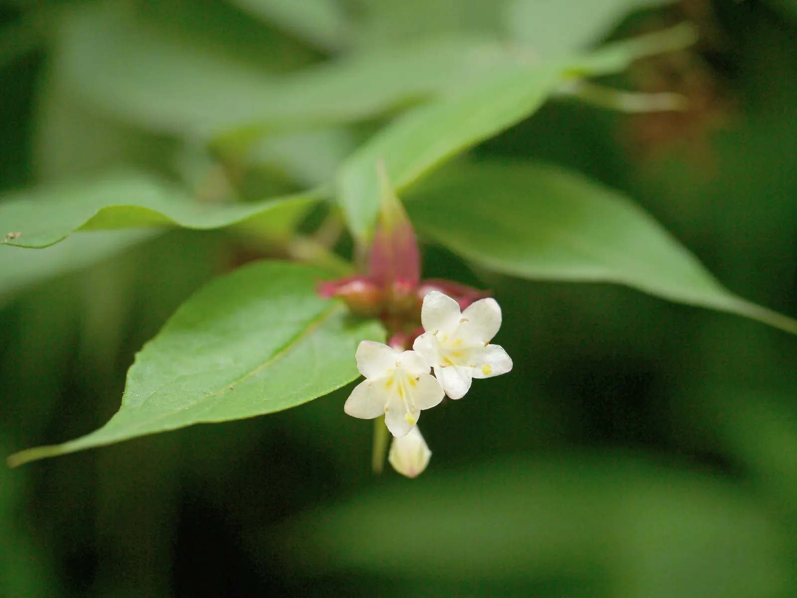 Himalayan Honeysuckle (Leycesteria formosa) — Reaching up to 6 feet tall and 4 feet wide, it boasts hollow, bamboo-like stems and lush green leaves; requiring