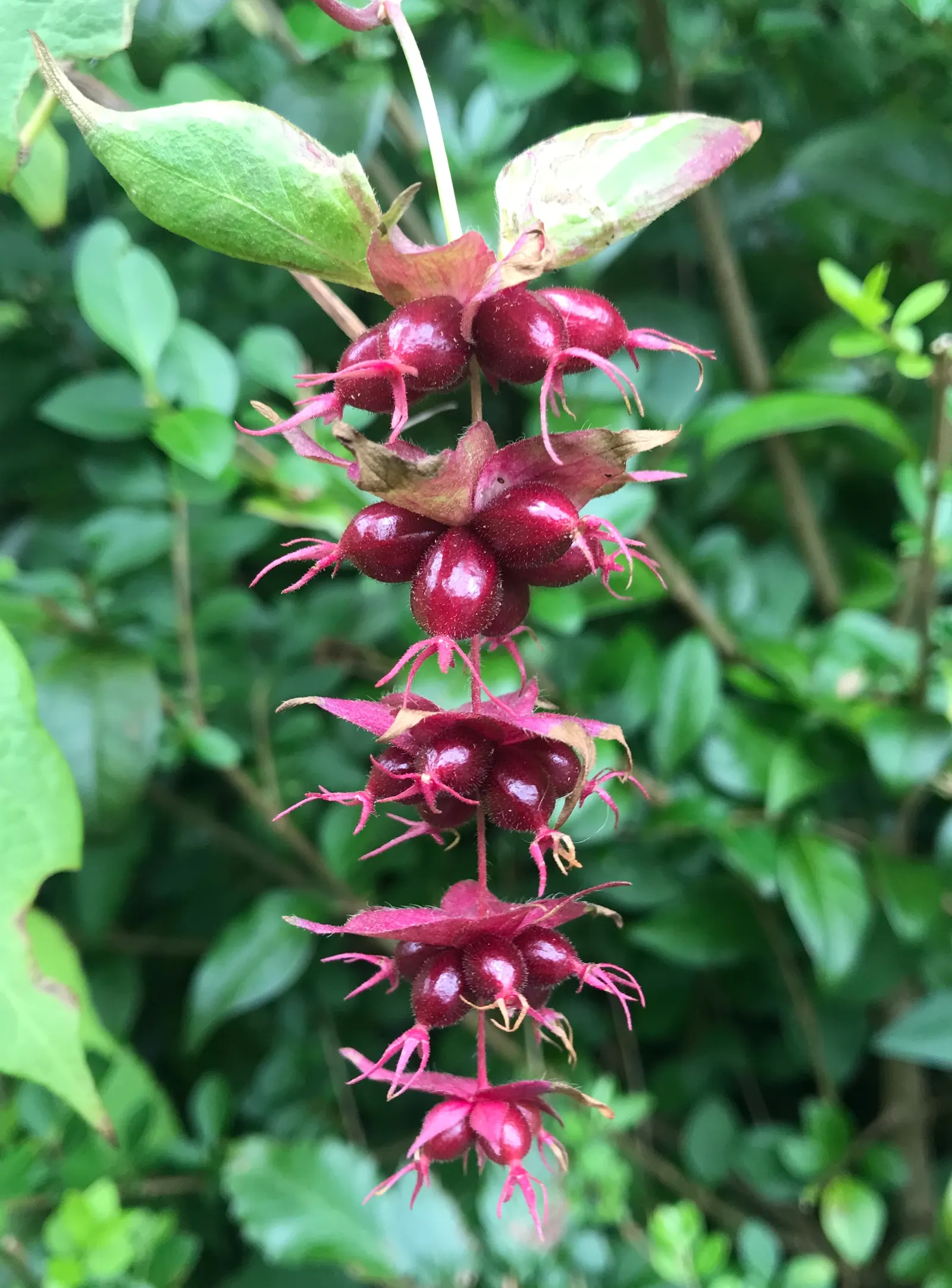 Himalayan Honeysuckle (Leycesteria formosa) — This plant is appreciated for its moderate to fast growth rate and ease of care; thriving in USDA zones 7-9, it