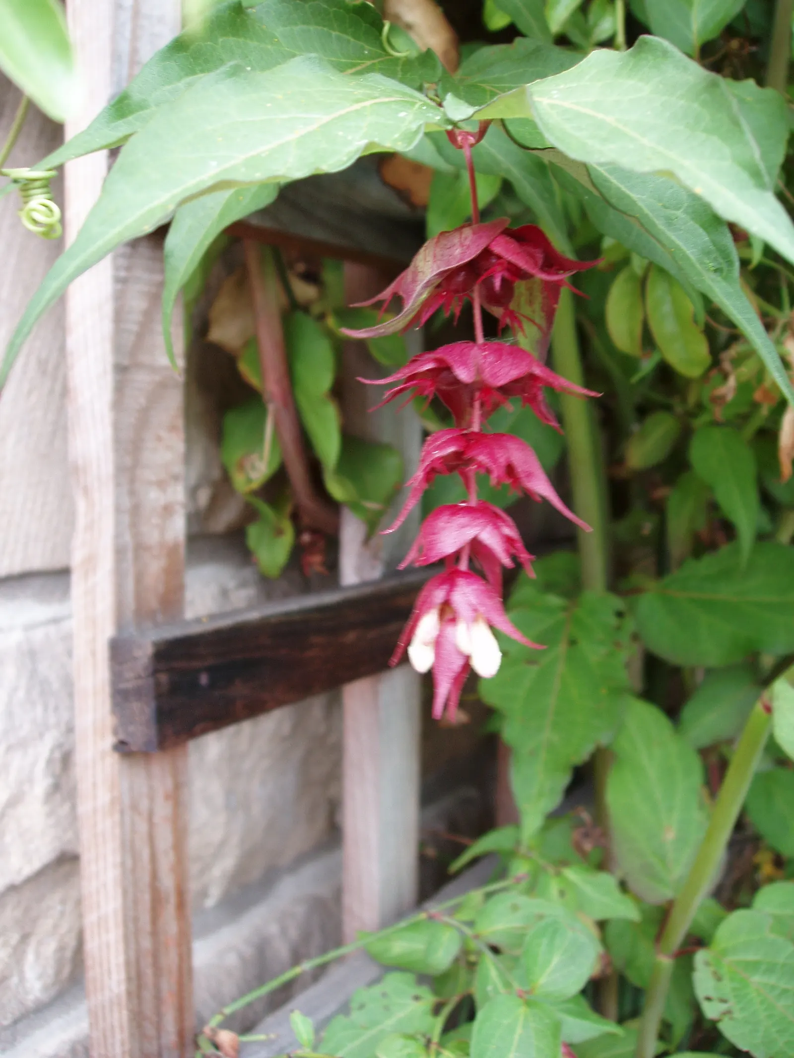 Himalayan Honeysuckle (Leycesteria formosa) — commonly known as Himalayan Honeysuckle or Pheasant Berry
