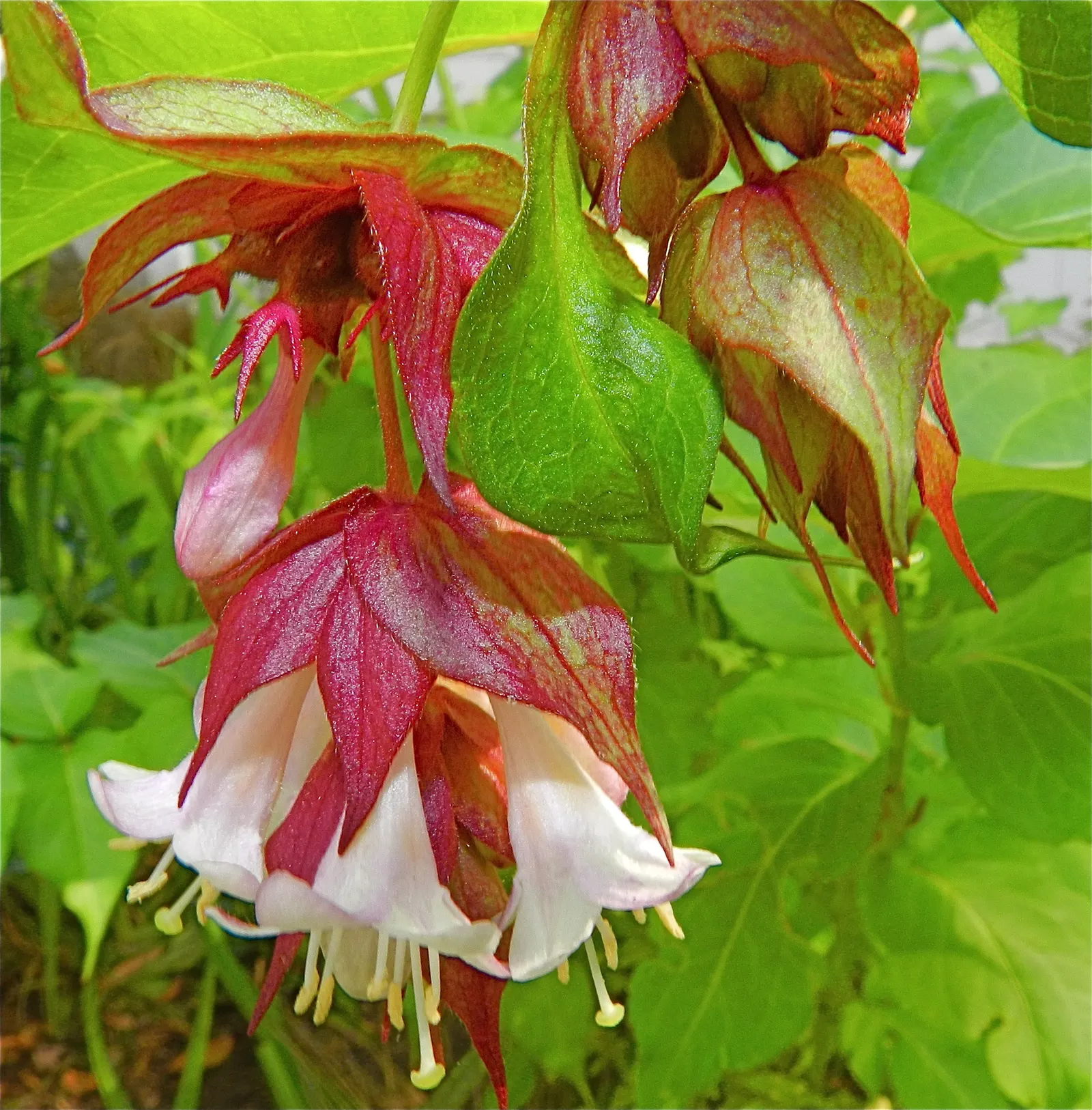 Himalayan Honeysuckle (Leycesteria formosa) — shrub with red and white blooms; leafy presence to its surroundings