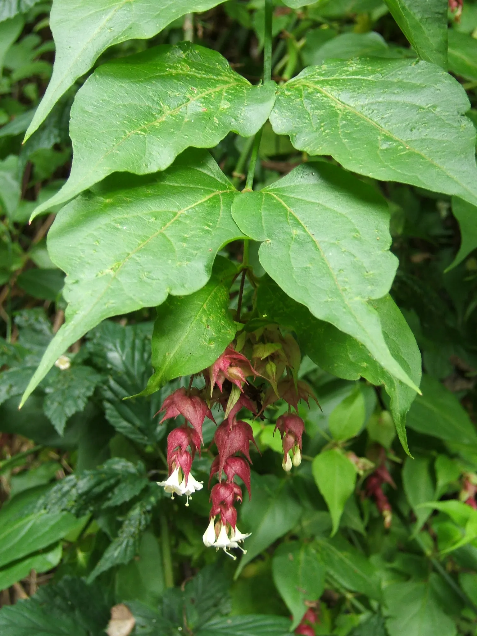 Himalayan Honeysuckle (Leycesteria formosa) — measuring about 2 to 8 inches long; is a deciduous shrub that brings a unique exotic flair to any, image 55