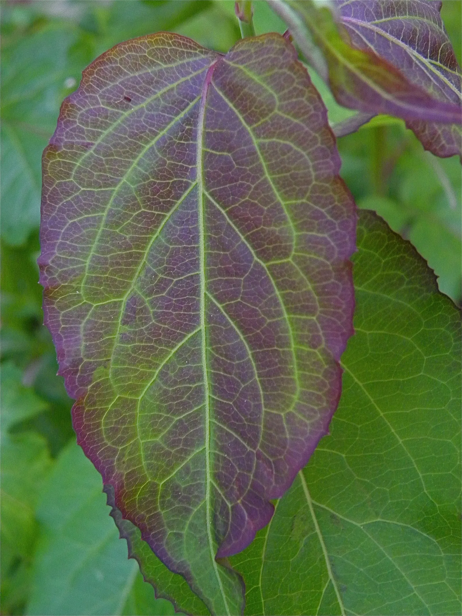 Himalayan Honeysuckle (Leycesteria formosa) — is a deciduous shrub that brings a unique exotic flair to any landscape; it is characterized by its, image 74