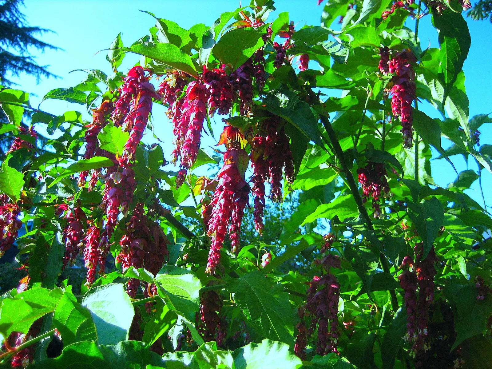Himalayan Honeysuckle (Leycesteria formosa) — leafy presence to its surroundings