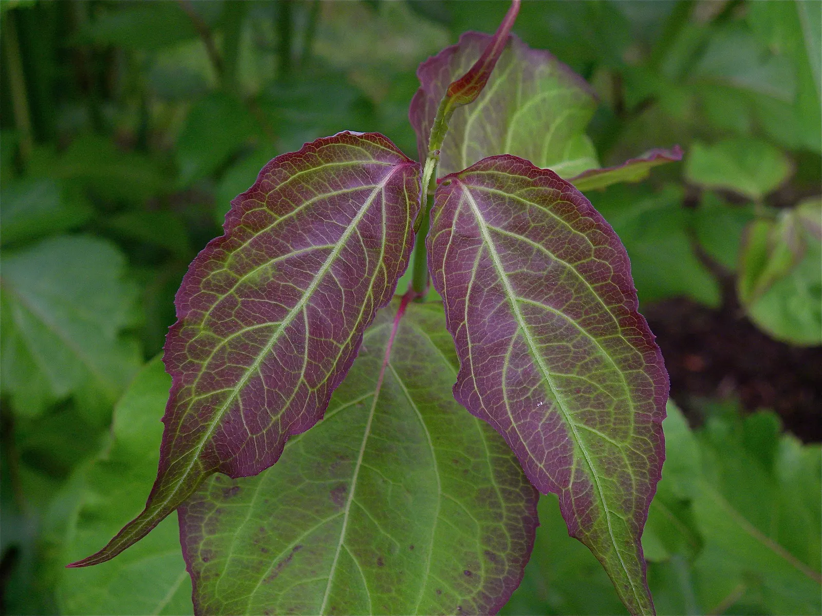 Himalayan Honeysuckle (Leycesteria formosa) — red and white flowers in the garden; attracting butterflies and birds, image 64