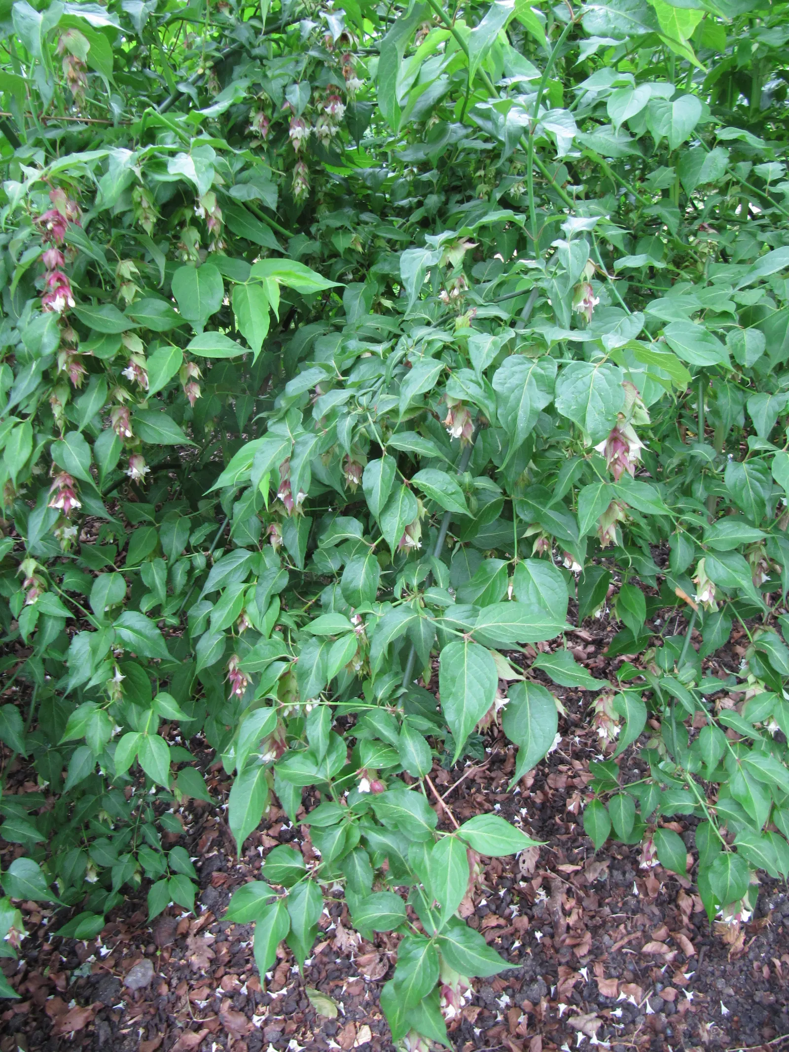 Himalayan Honeysuckle (Leycesteria formosa) — pendulous clusters of white flowers and purple bracts add a dramatic flair; reaching up to 6 feet, image 70