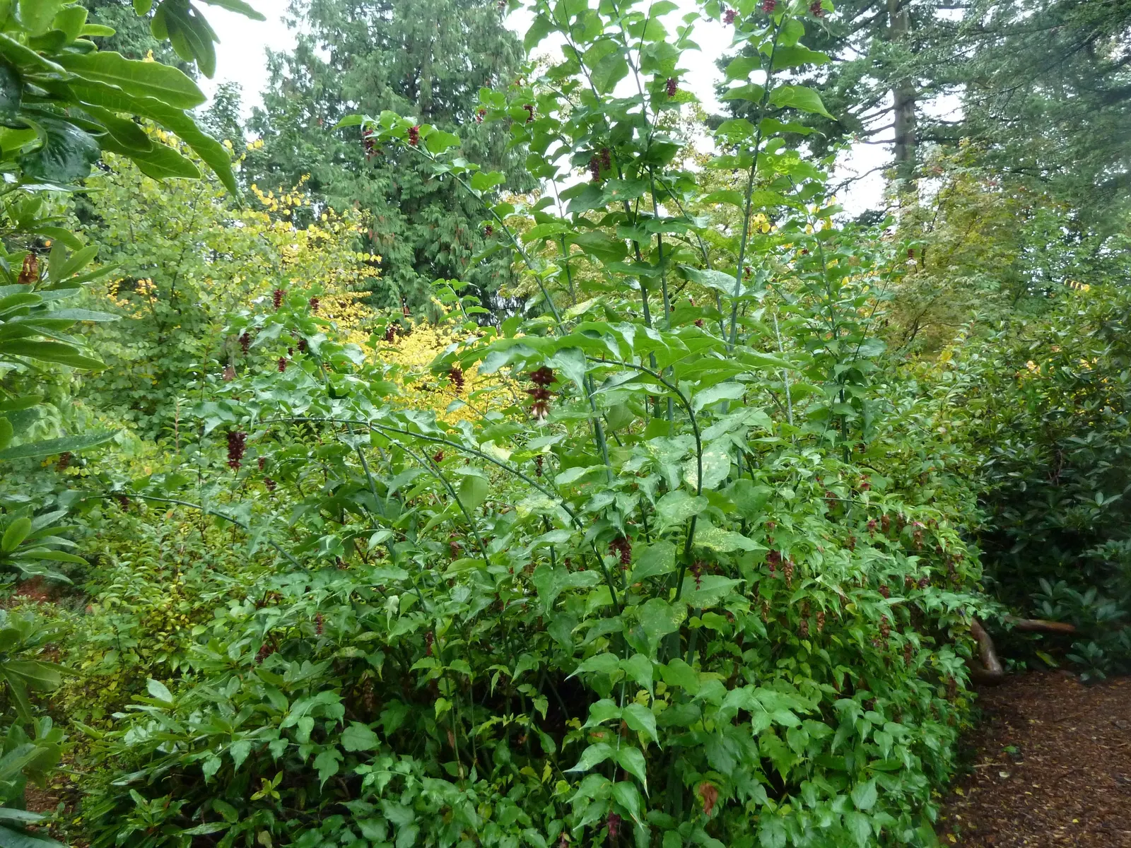 Himalayan Honeysuckle (Leycesteria formosa) — Leycesteria formosa is hardy in USDA zones 7-9 and flourishes in a variety of soil types; these, image 59