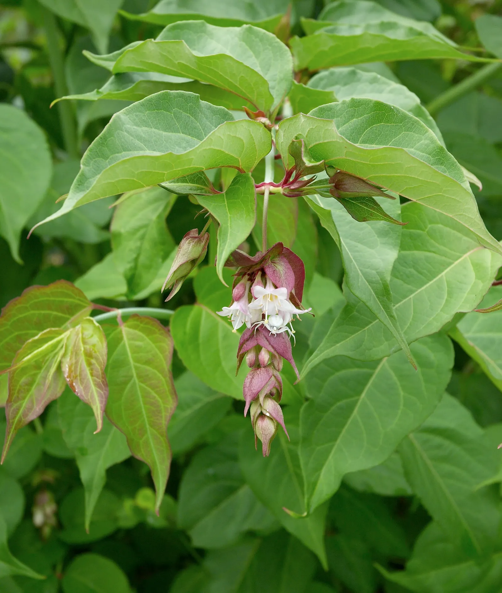 Himalayan Honeysuckle (Leycesteria formosa) — leafy presence to its surroundings; leycesteria formosa is hardy in USDA zones 7-9 and flourishes in a variety of
