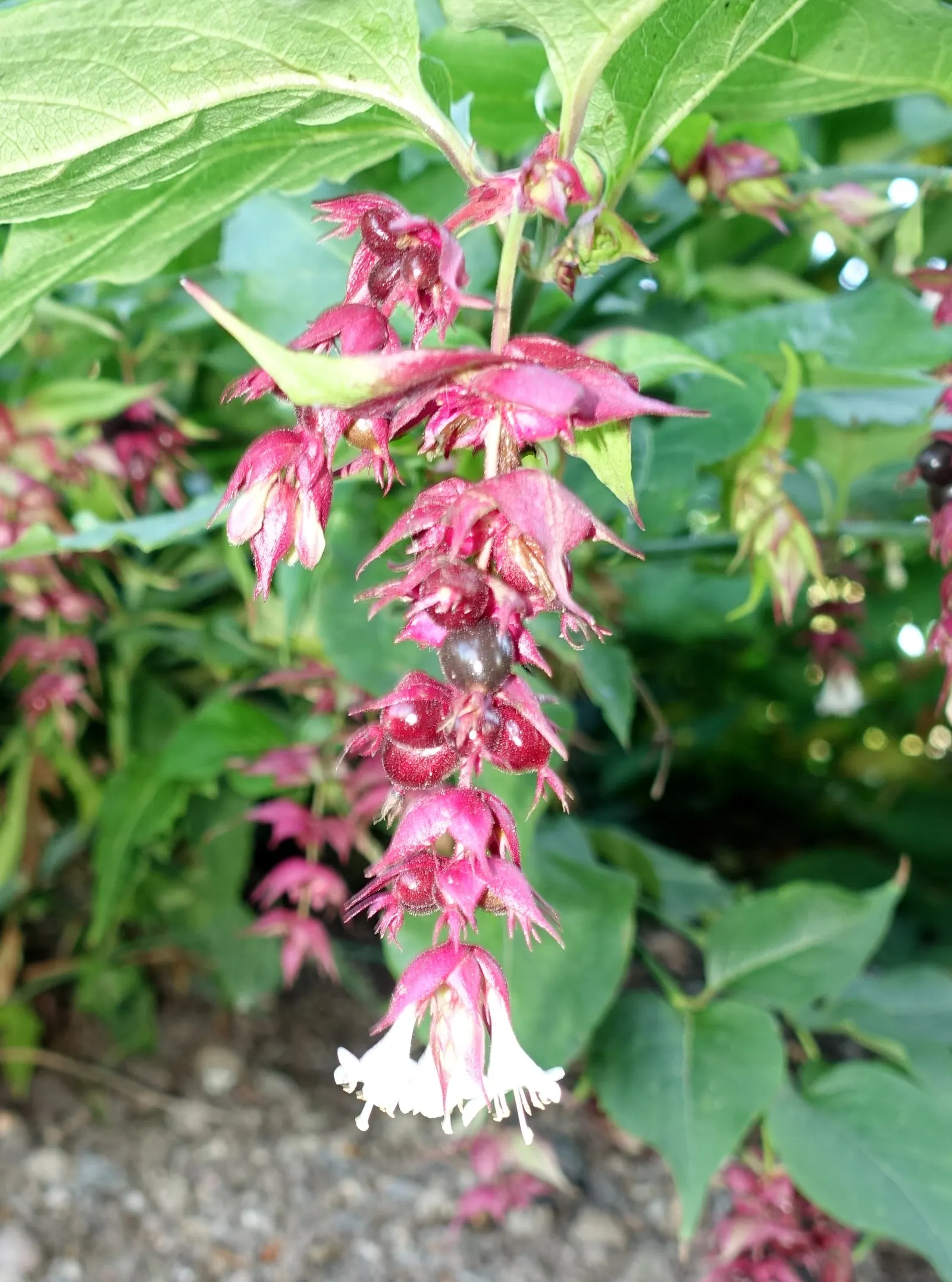 Himalayan Honeysuckle (Leycesteria formosa) — provided they are well-drained; shrub with red and white blooms, image 60