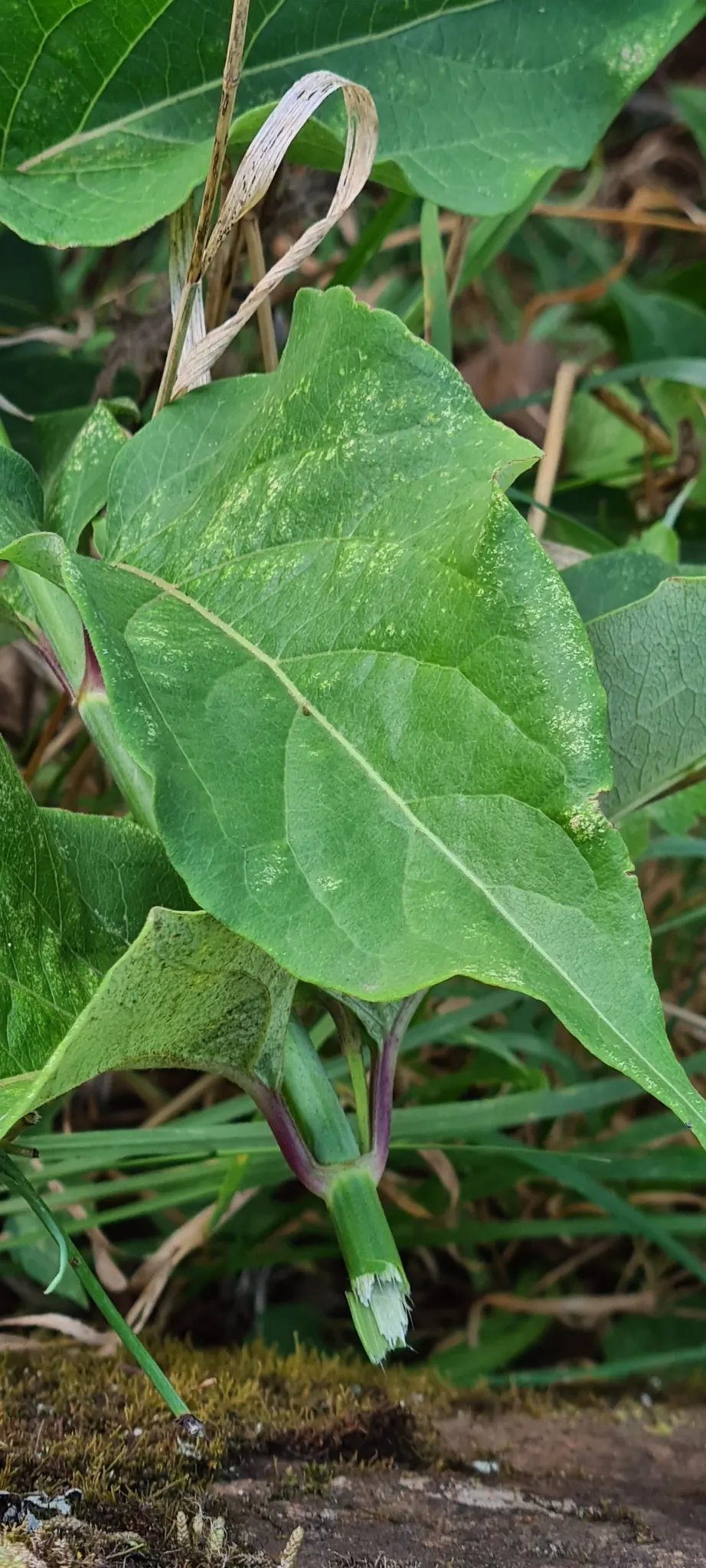 Himalayan Honeysuckle (Leycesteria formosa) — provided they are well-drained