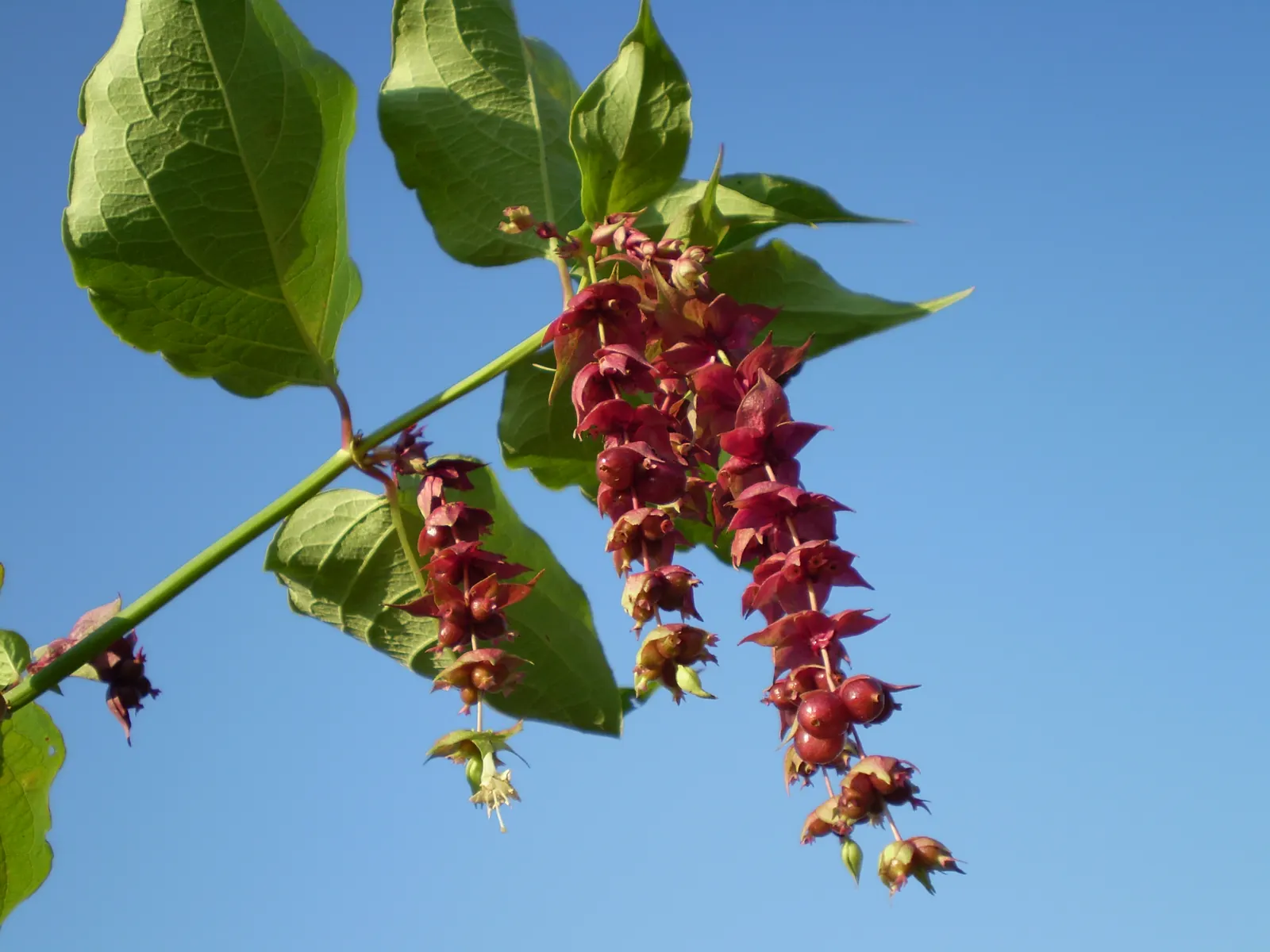 Himalayan Honeysuckle (Leycesteria formosa) — is a deciduous shrub with graceful