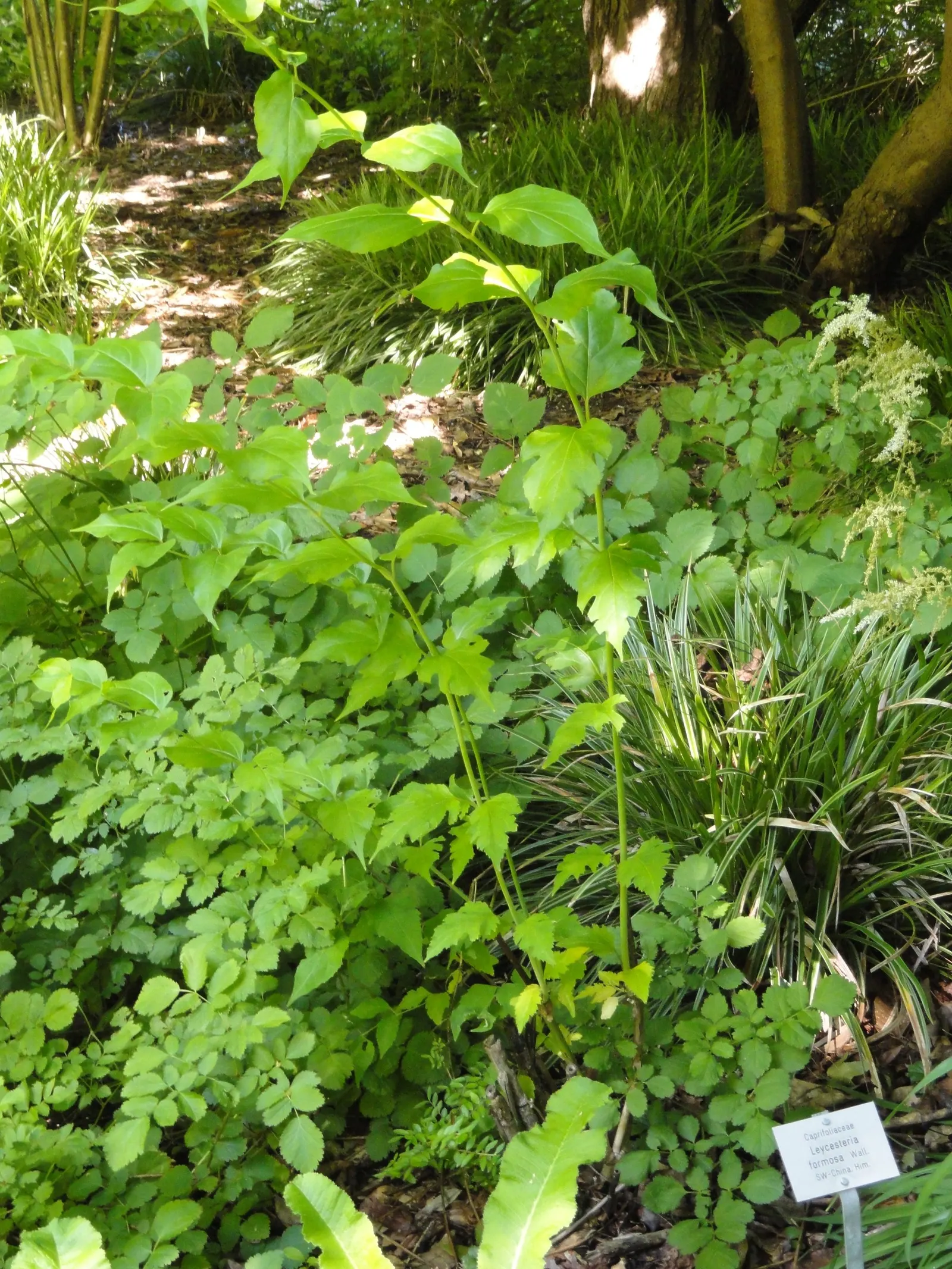 Himalayan Honeysuckle (Leycesteria formosa) — This plant is appreciated for its moderate to fast growth rate and ease of care