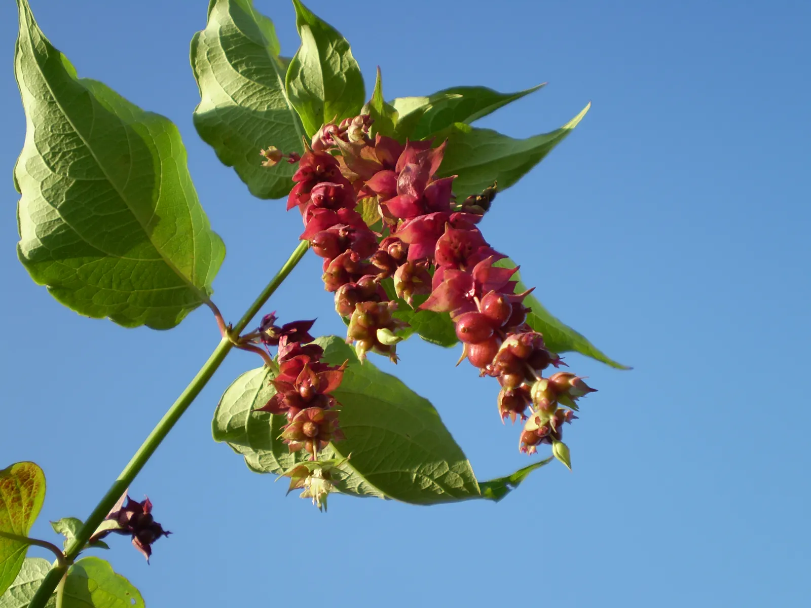 Himalayan Honeysuckle (Leycesteria formosa) — requiring minimal maintenance once established; the shrub blooms with drooping clusters of fragrant, image 62