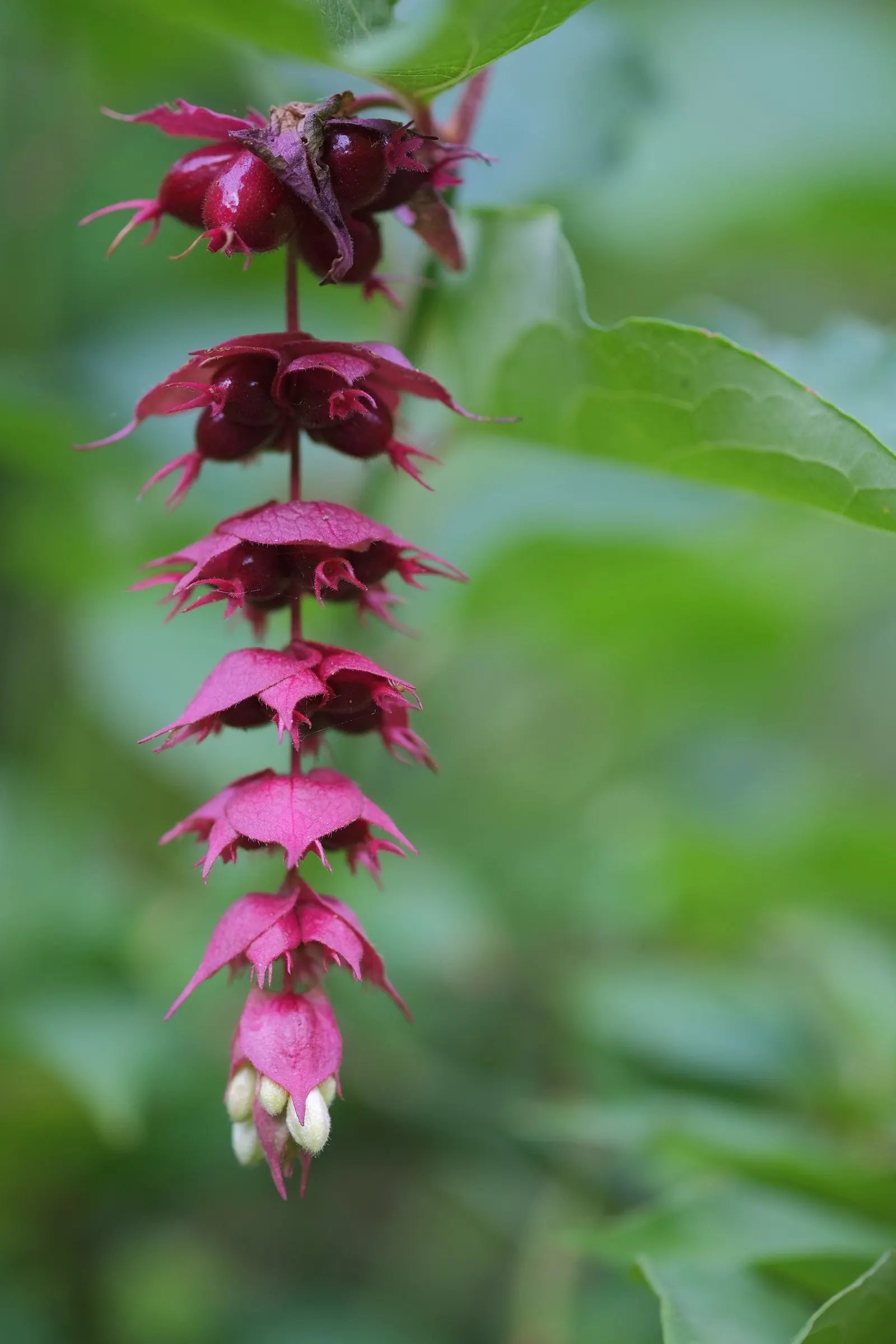 Himalayan Honeysuckle (Leycesteria formosa) — measuring about 2 to 8 inches long