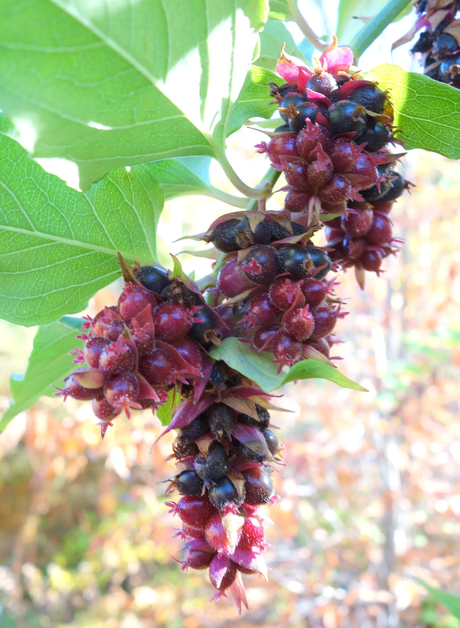Himalayan Honeysuckle (Leycesteria formosa) — It is characterized by its graceful; provided they are well-drained, image 53