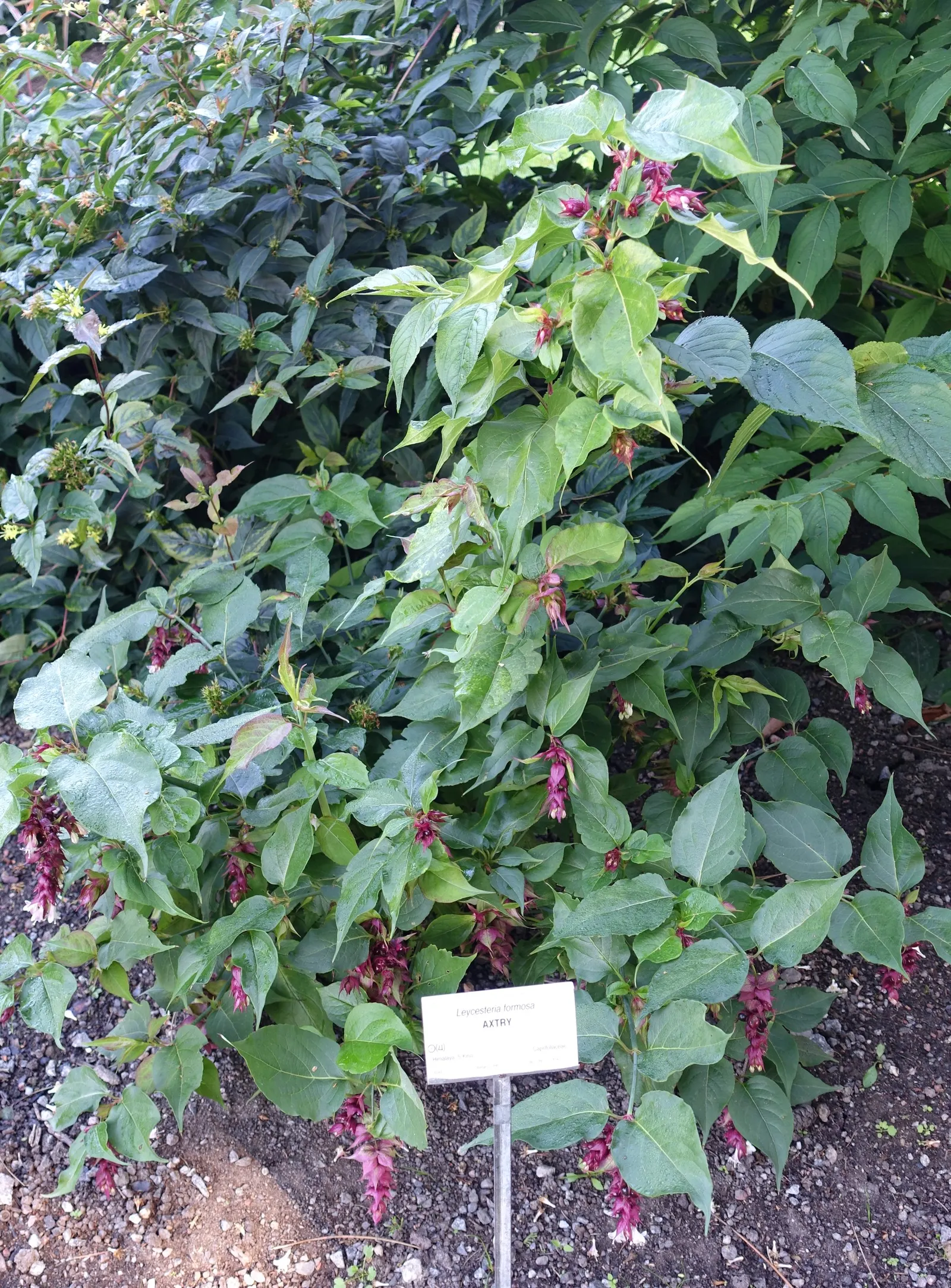 Himalayan Honeysuckle (Leycesteria formosa) — It is characterized by its graceful