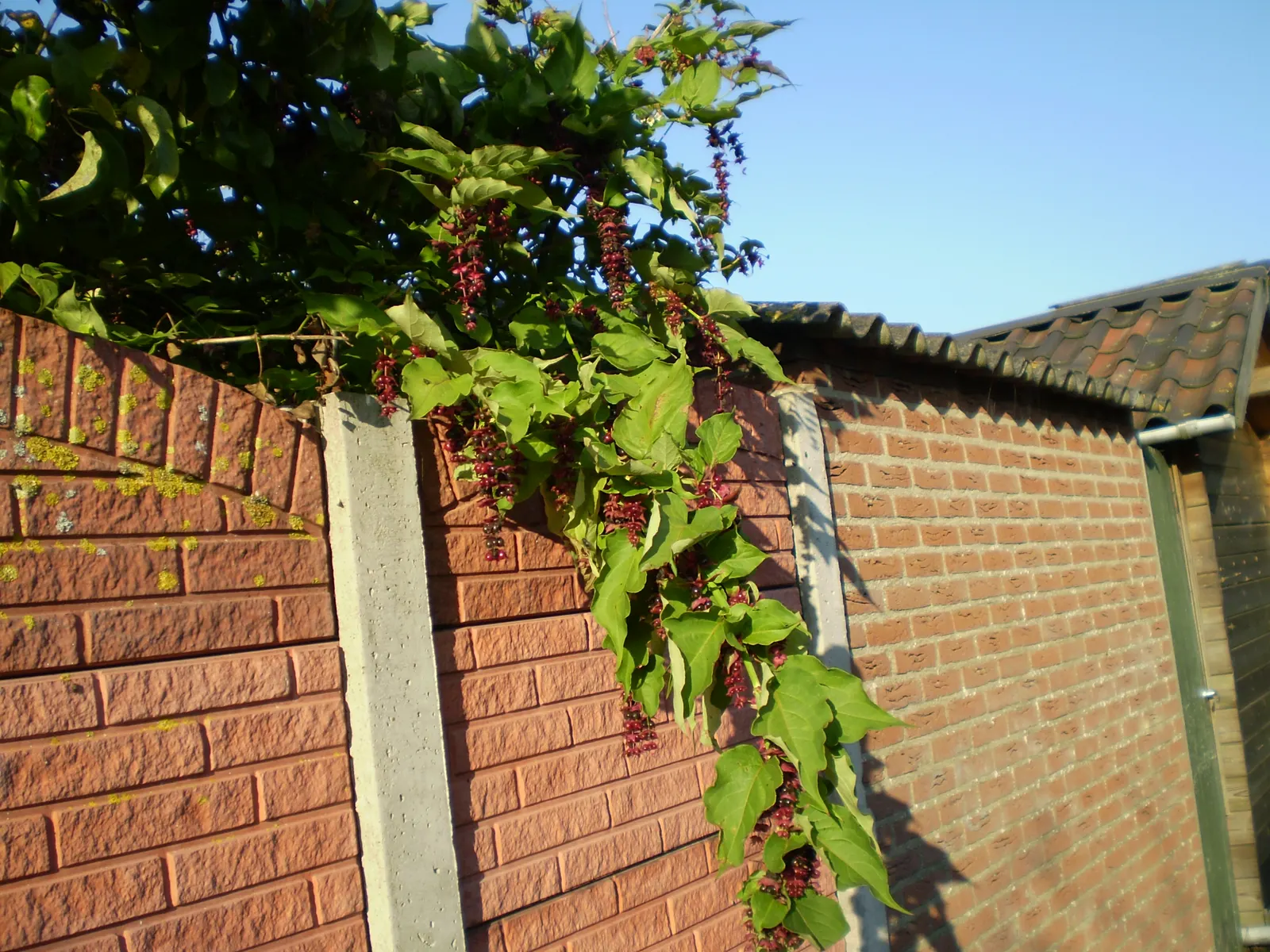 Himalayan Honeysuckle (Leycesteria formosa) — commonly known as Himalayan Honeysuckle or Pheasant Berry; is a deciduous shrub with graceful, image 73