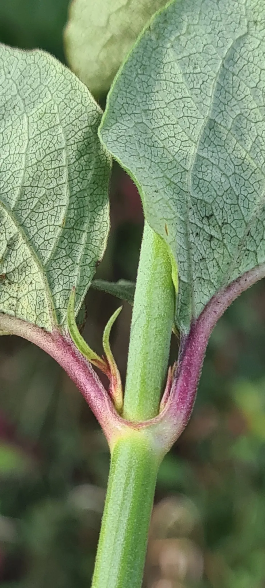 Himalayan Honeysuckle (Leycesteria formosa) — attracting butterflies and birds; arching canes which can reach a height of 6 to 8 feet