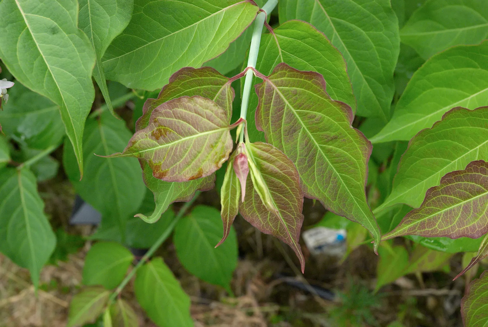 Himalayan Honeysuckle (Leycesteria formosa) — is a deciduous shrub with graceful; measuring about 2 to 8 inches long